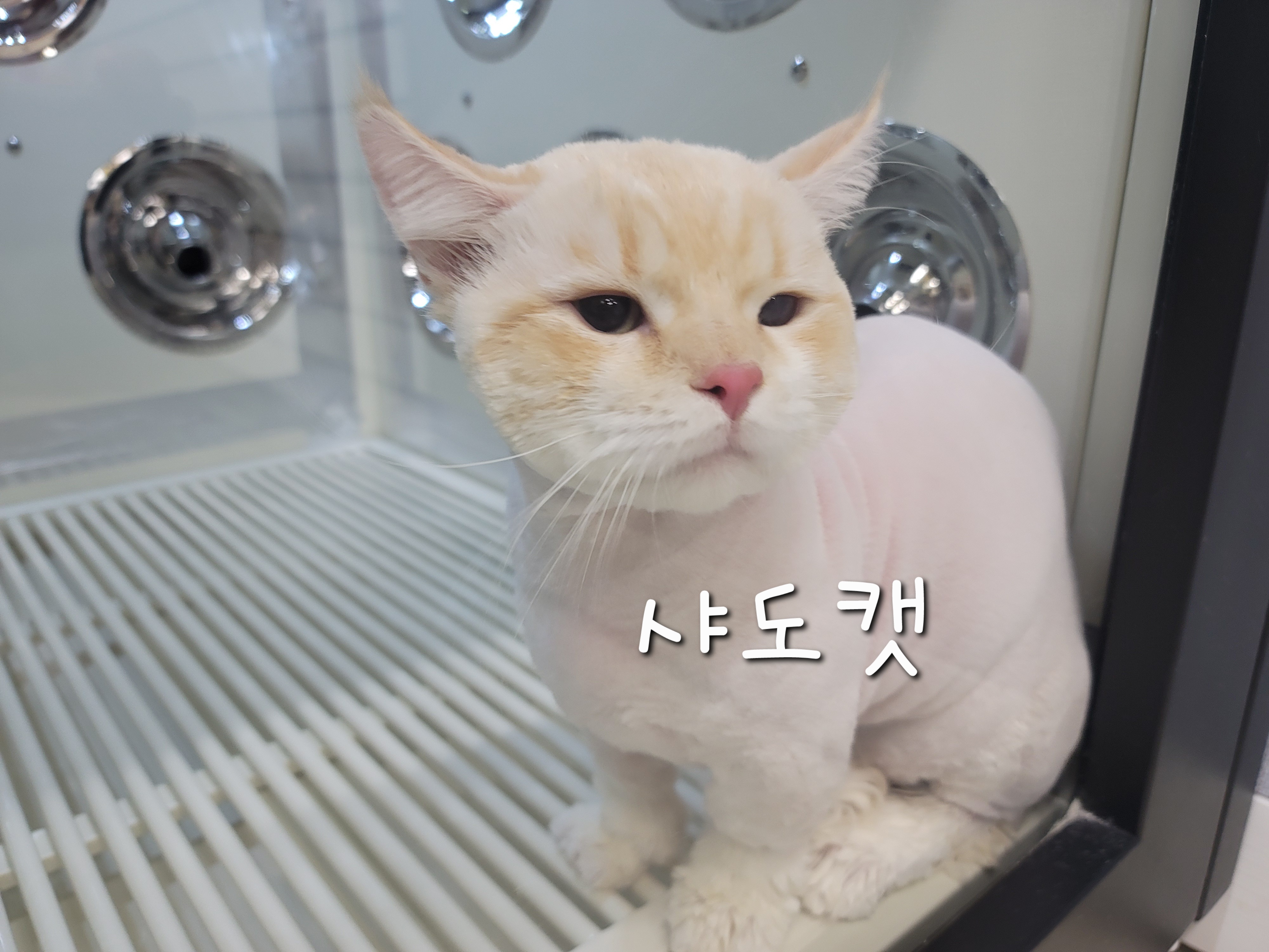 샤도캣 대표 이미지