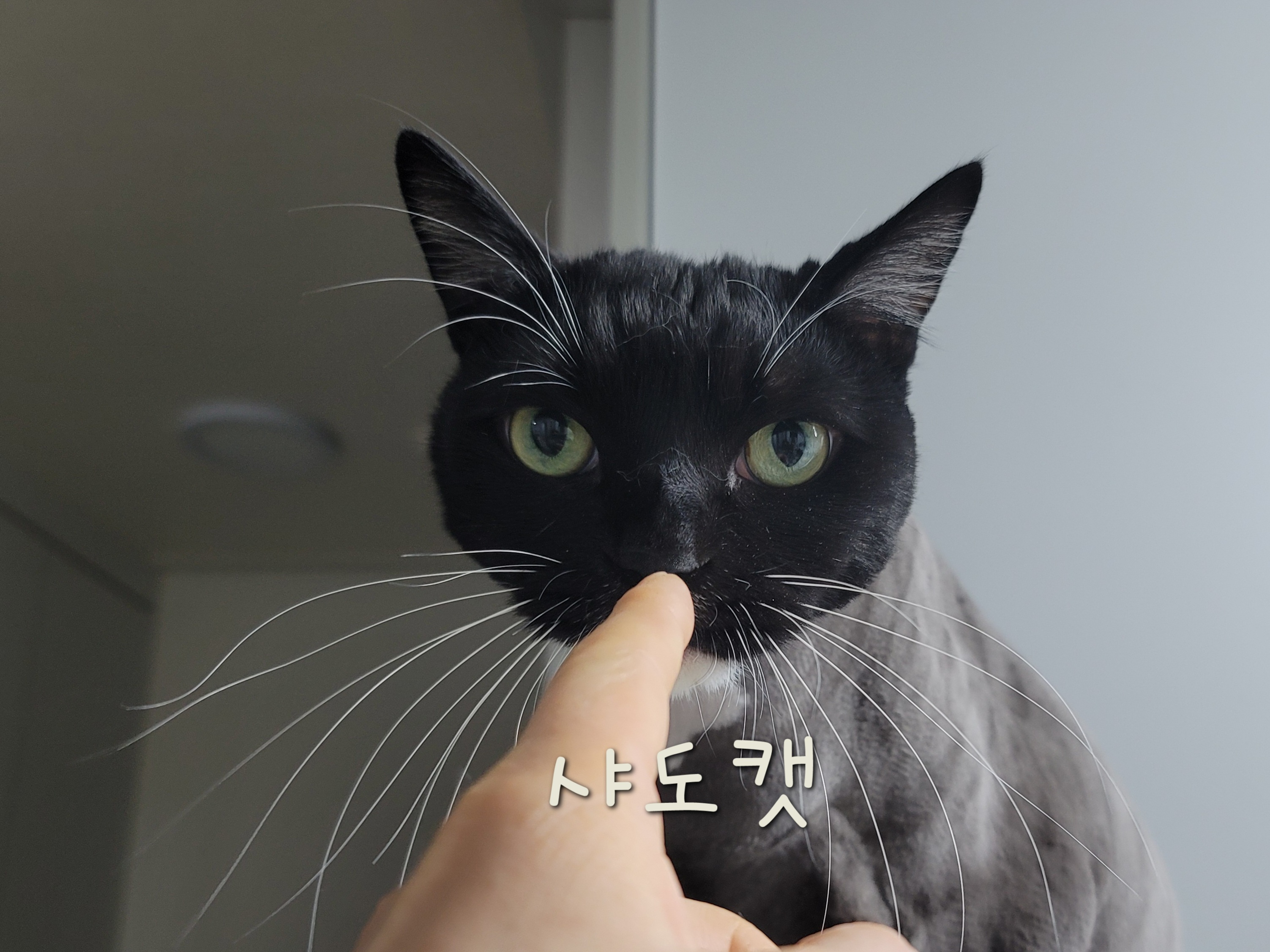 샤도캣 대표 이미지