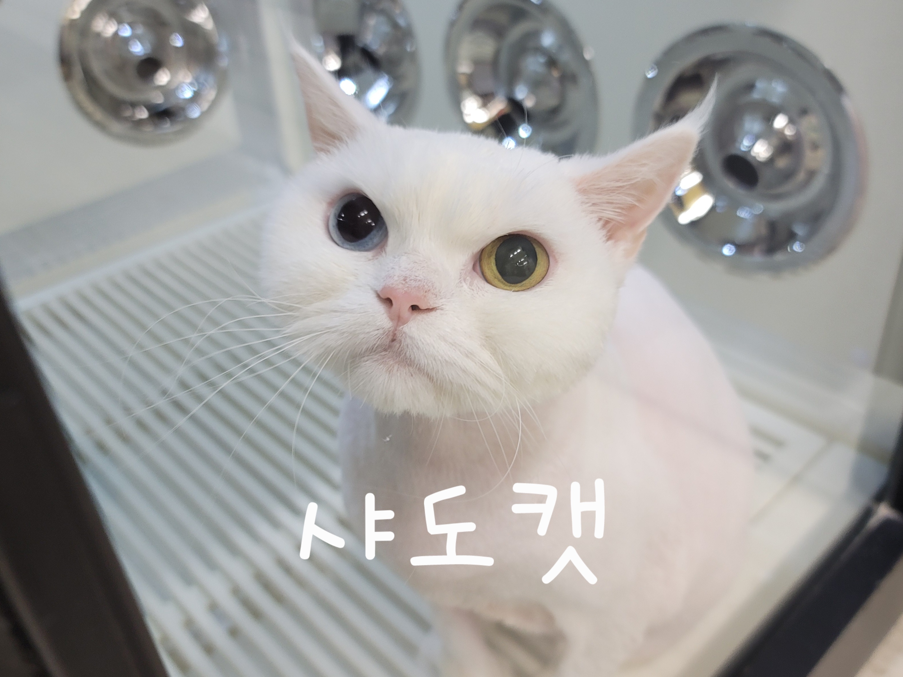 샤도캣 대표 이미지