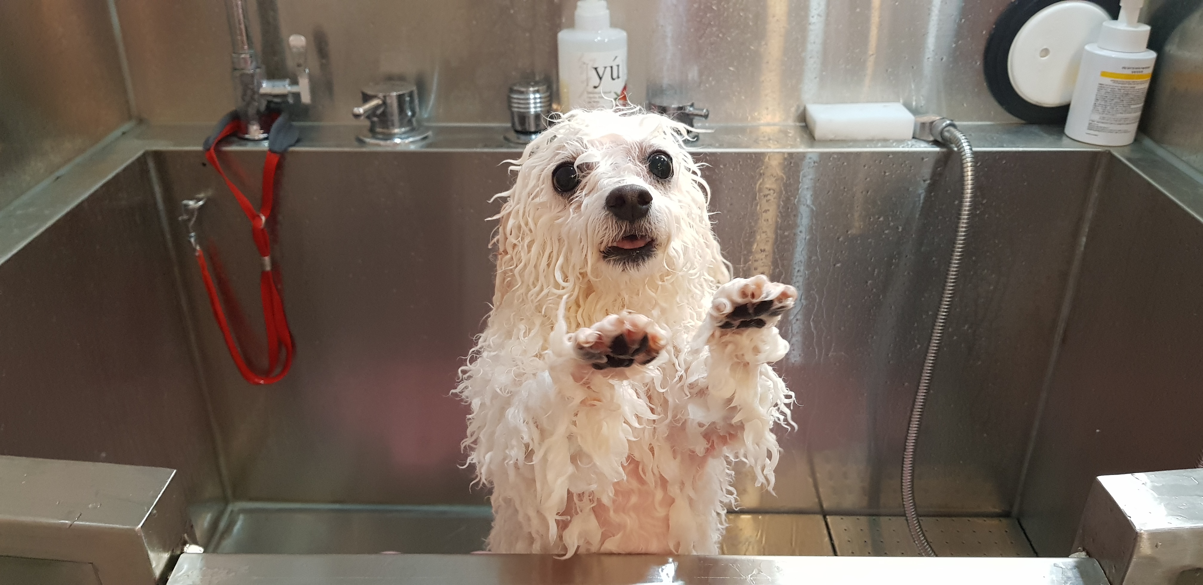 도그비잉펫케어2호점 대표 이미지