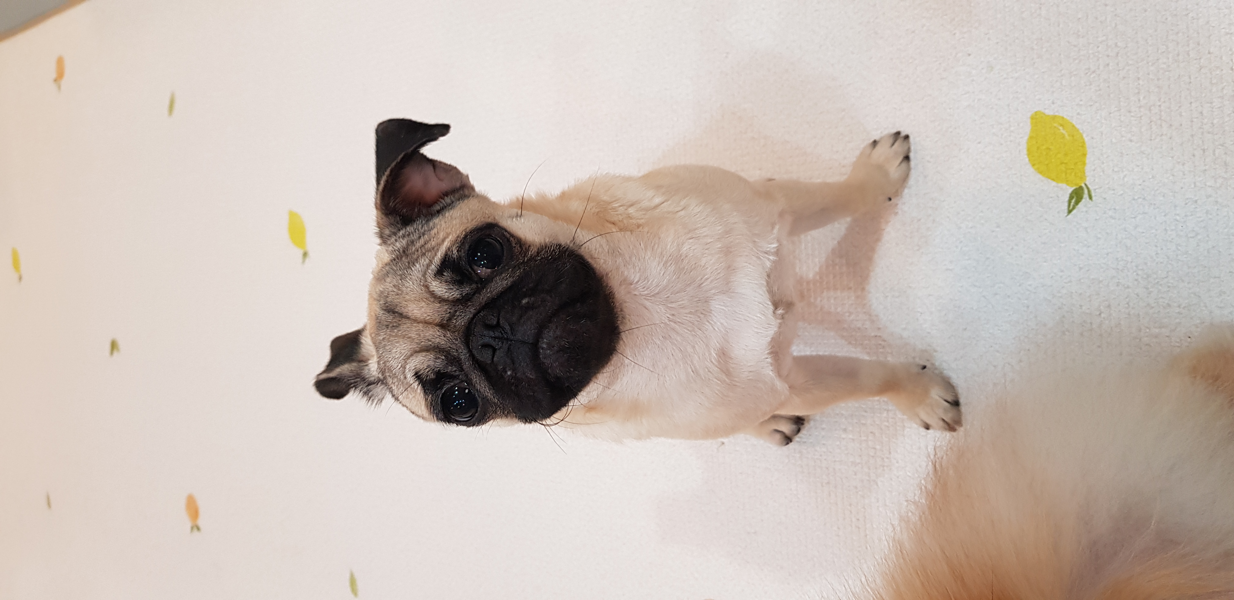 도그비잉펫케어2호점 대표 이미지