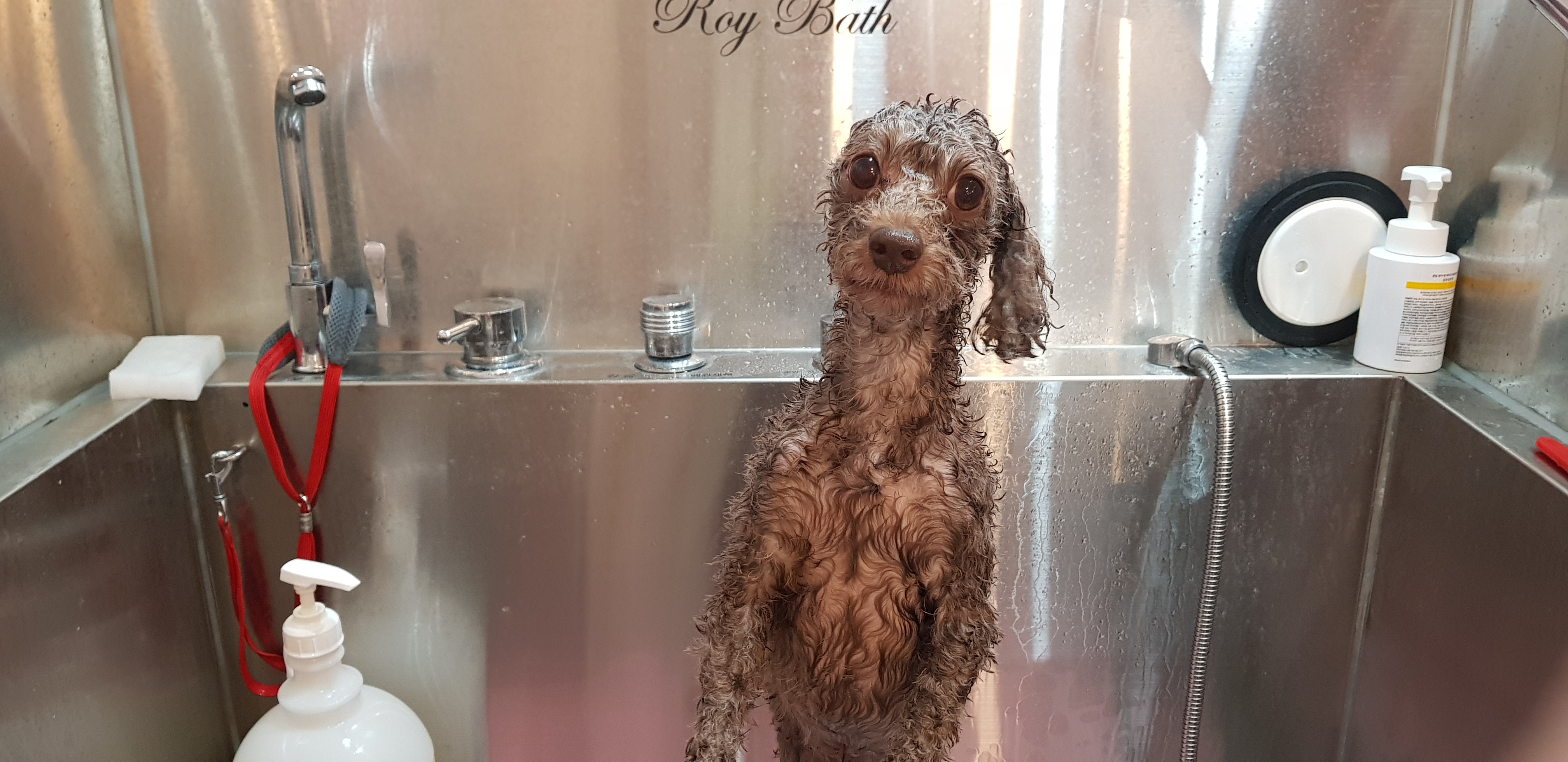 도그비잉펫케어 대표 이미지