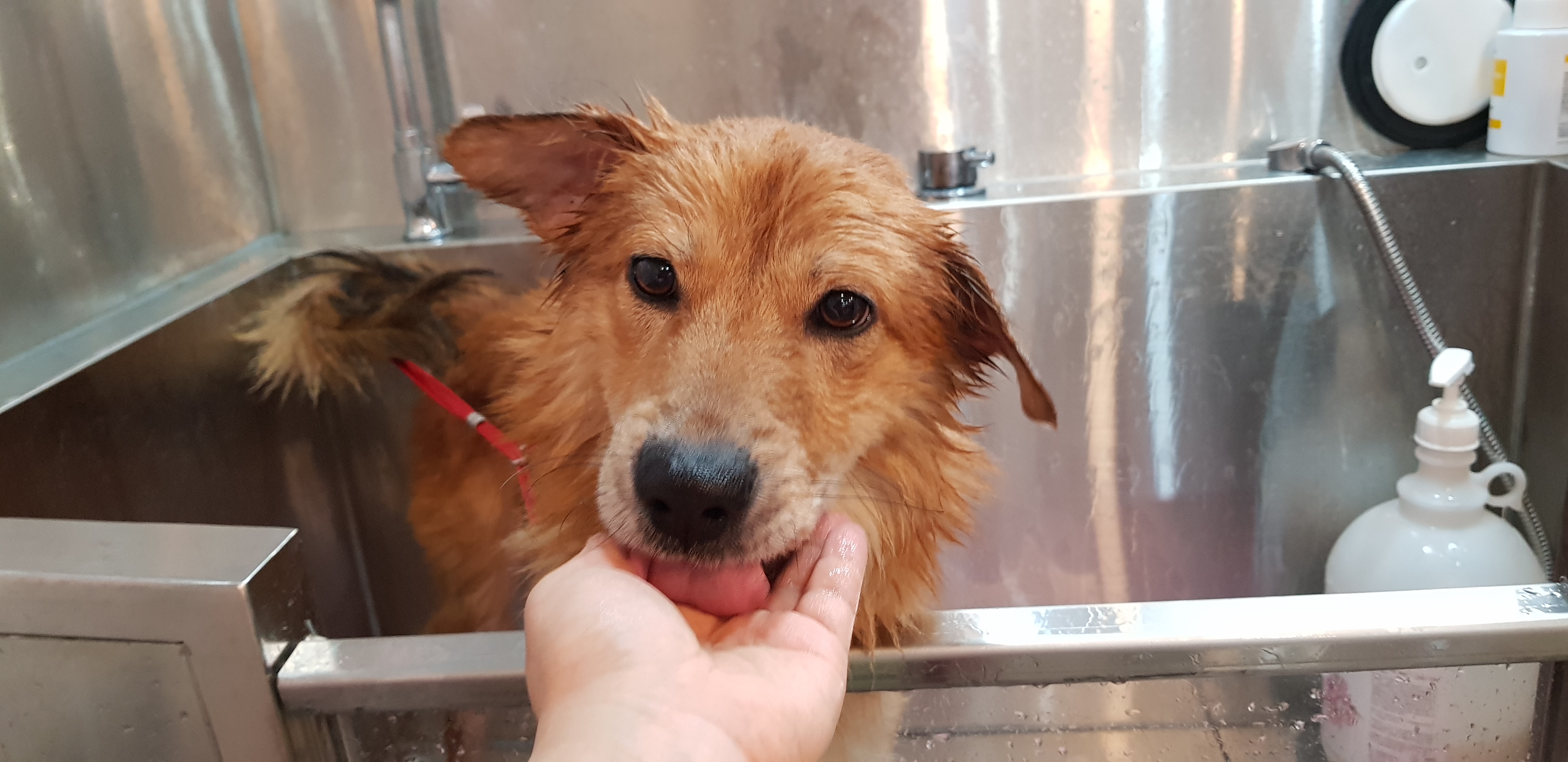 도그비잉펫케어2호점 대표 이미지