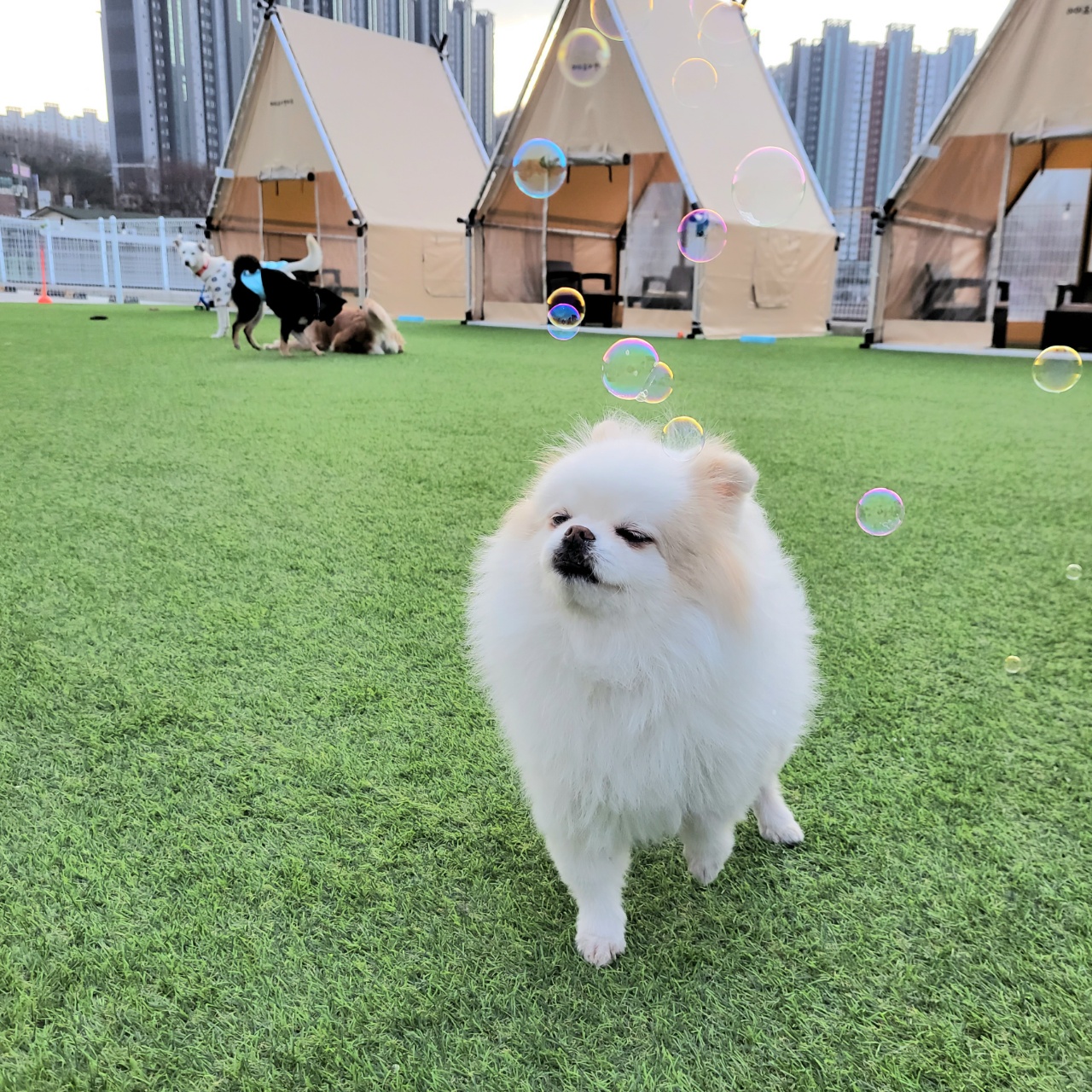 아이조아펫파크 대구점