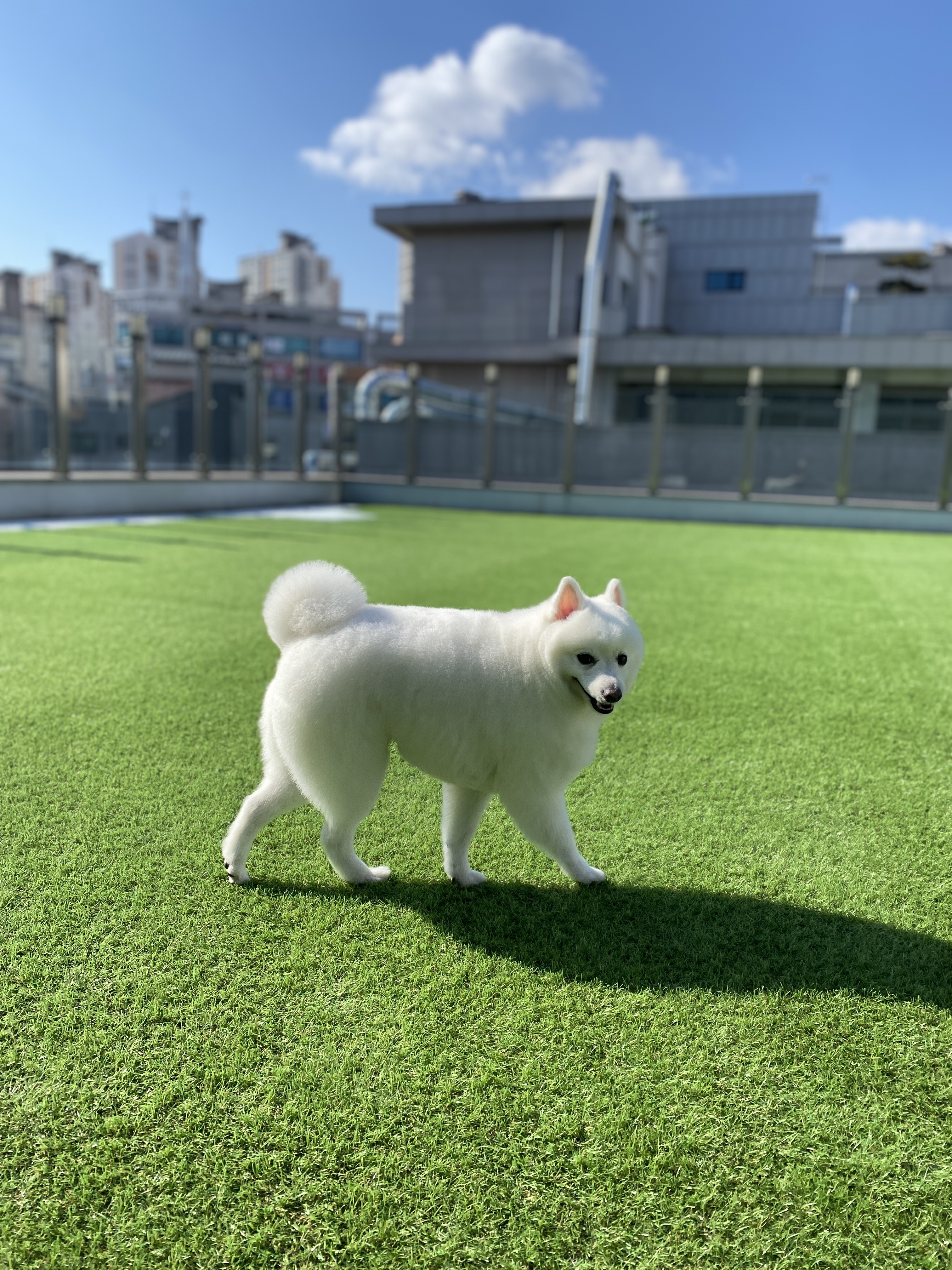 코코스 애견미용&유치원&호텔