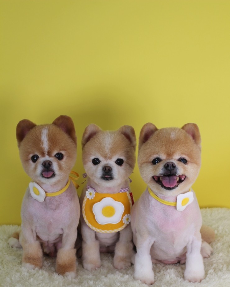 알로하펫 대표 이미지
