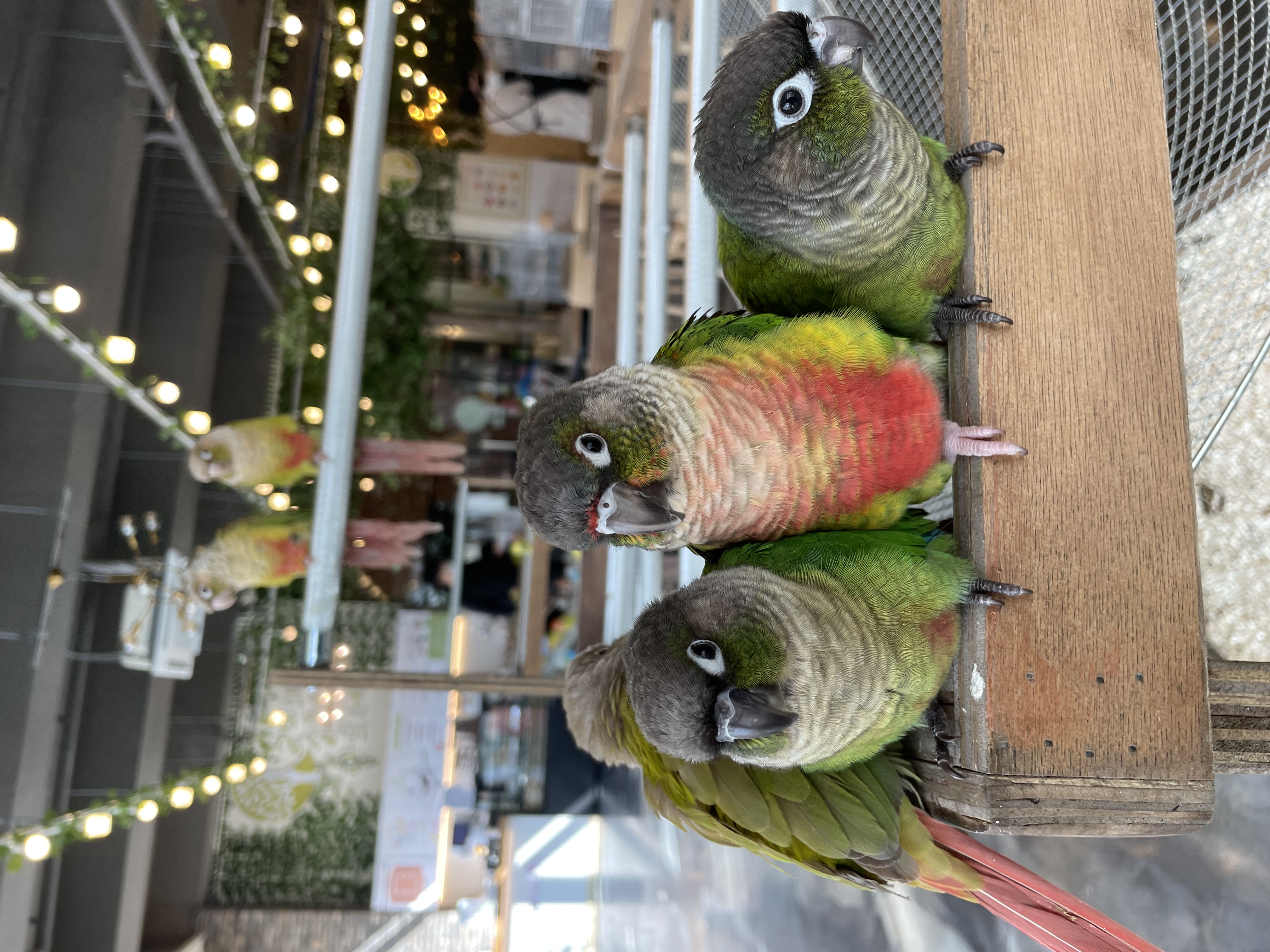 리프패럿 용인점