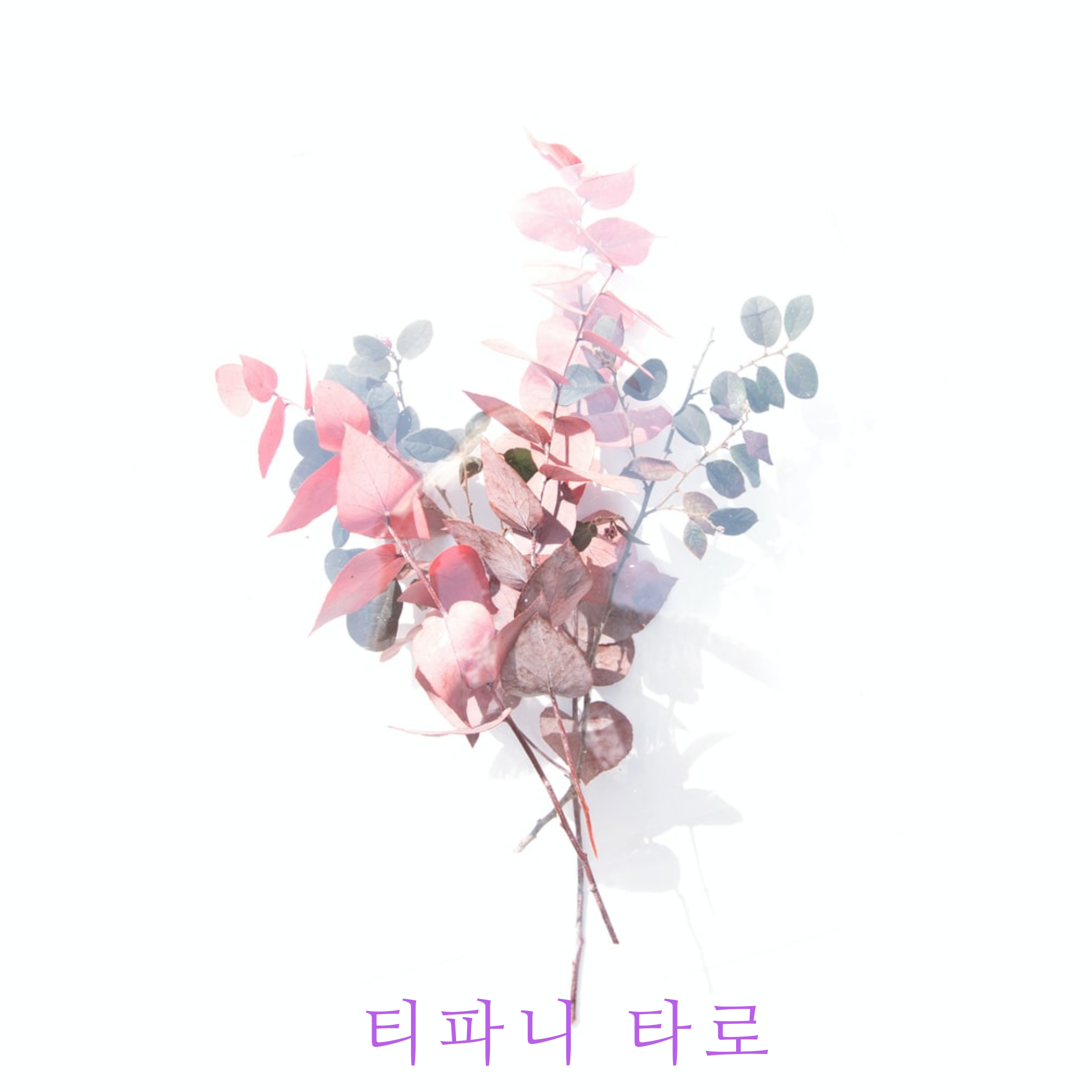 티파니타로