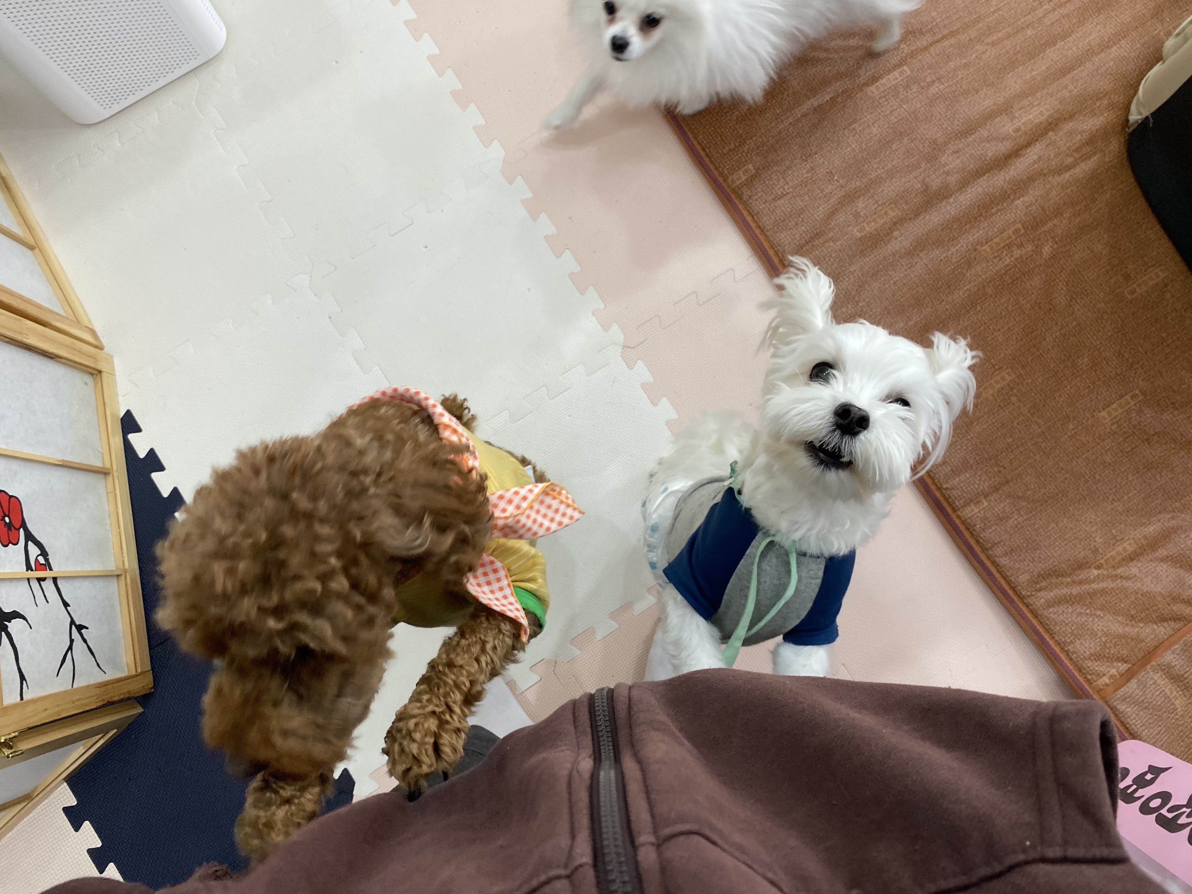 펫호텔조선 본점 대표 이미지
