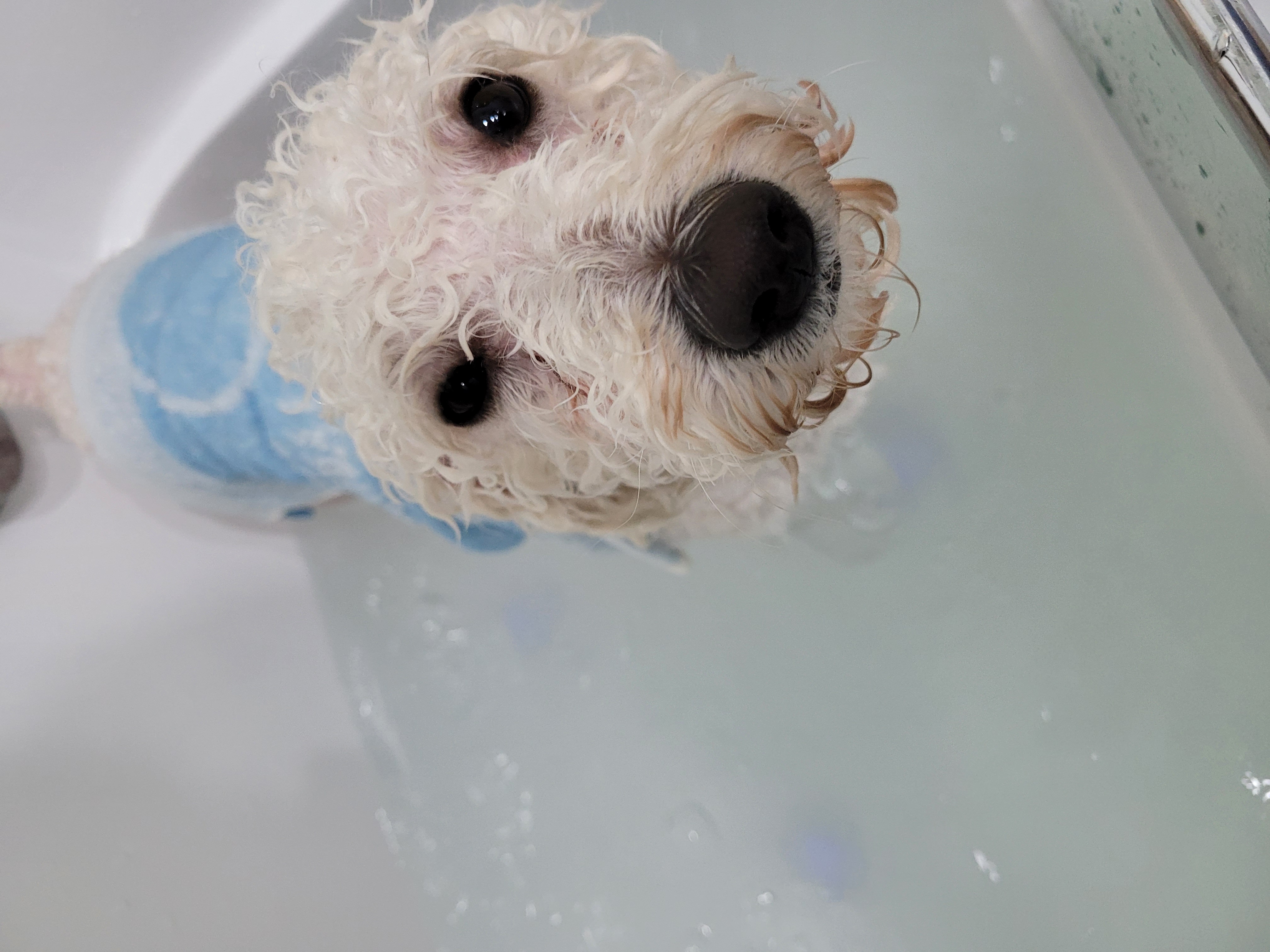 호텔펫코리아 이미지