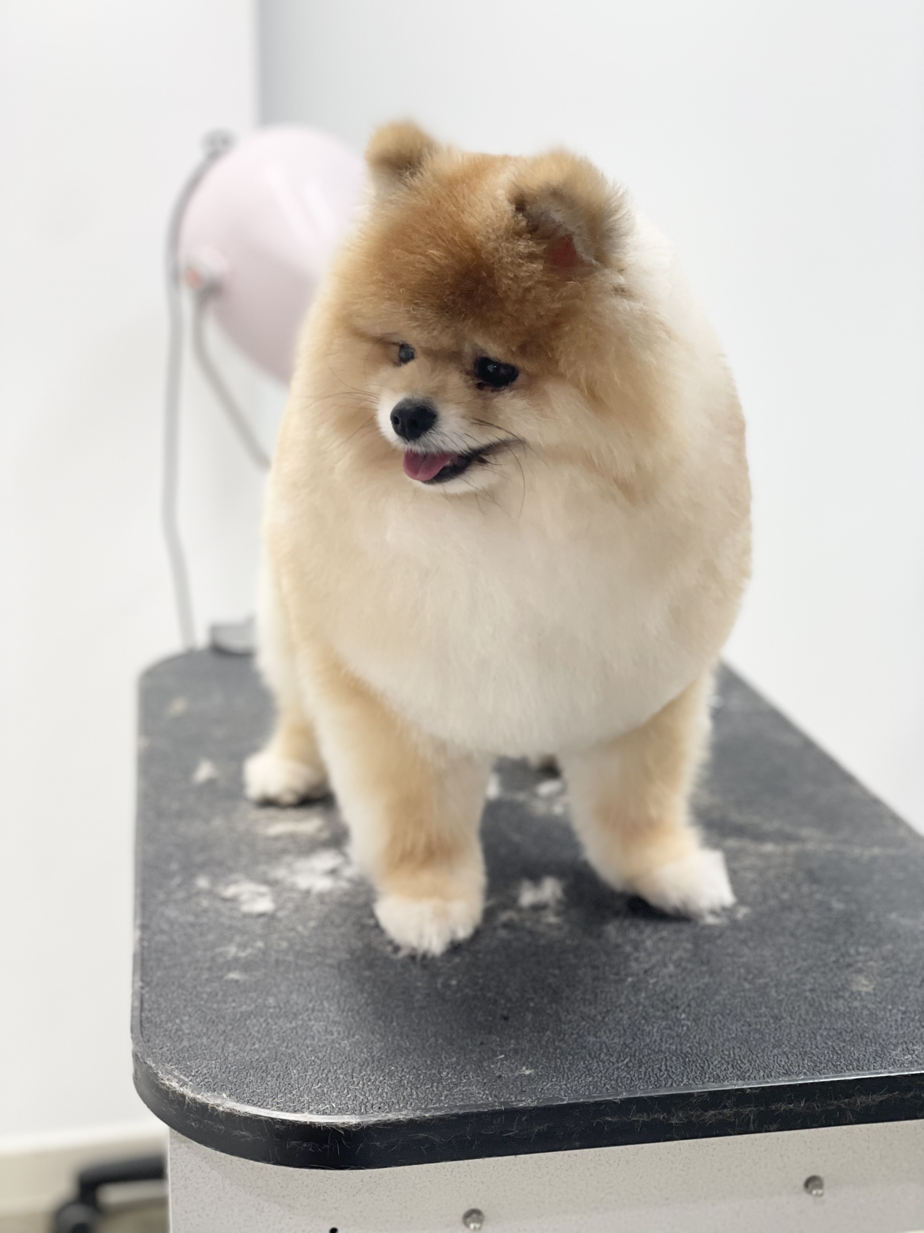 펫테리 6