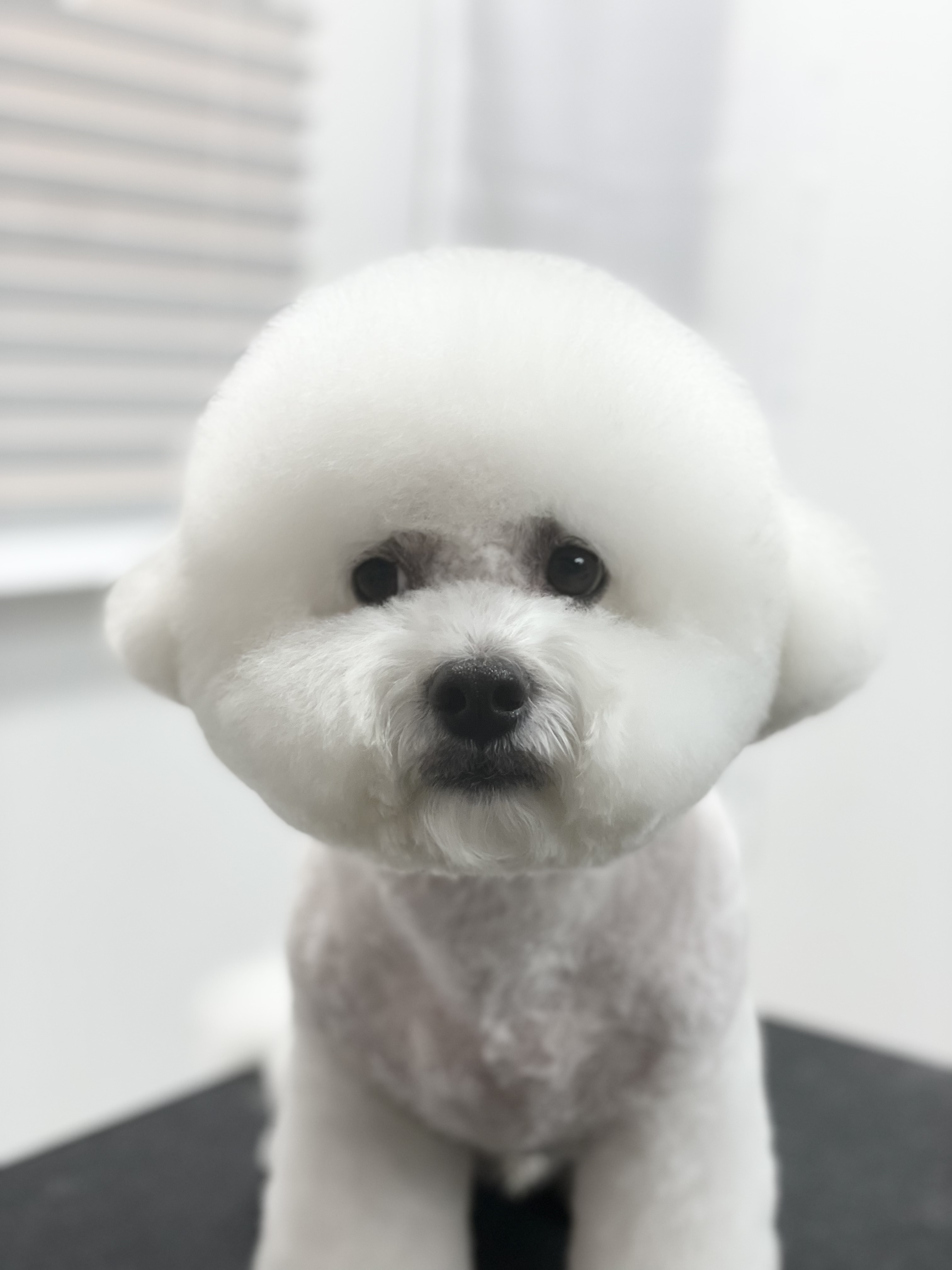 펫테리 반려동물 동반 애견카페