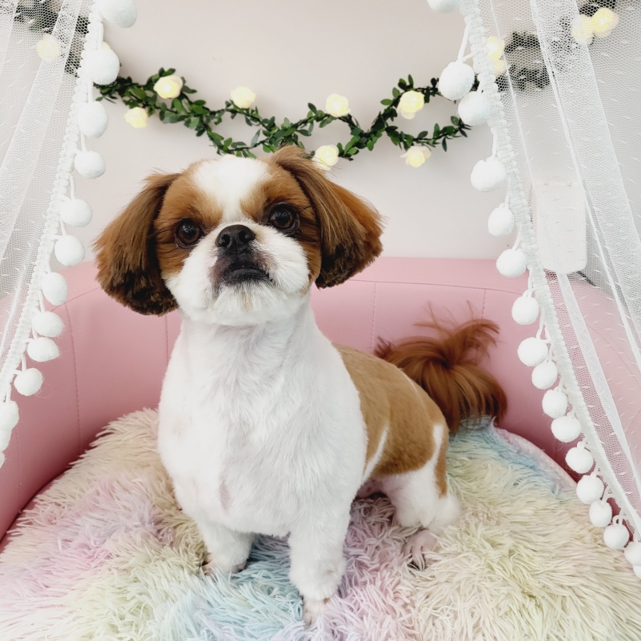 개이쁨 대표 이미지