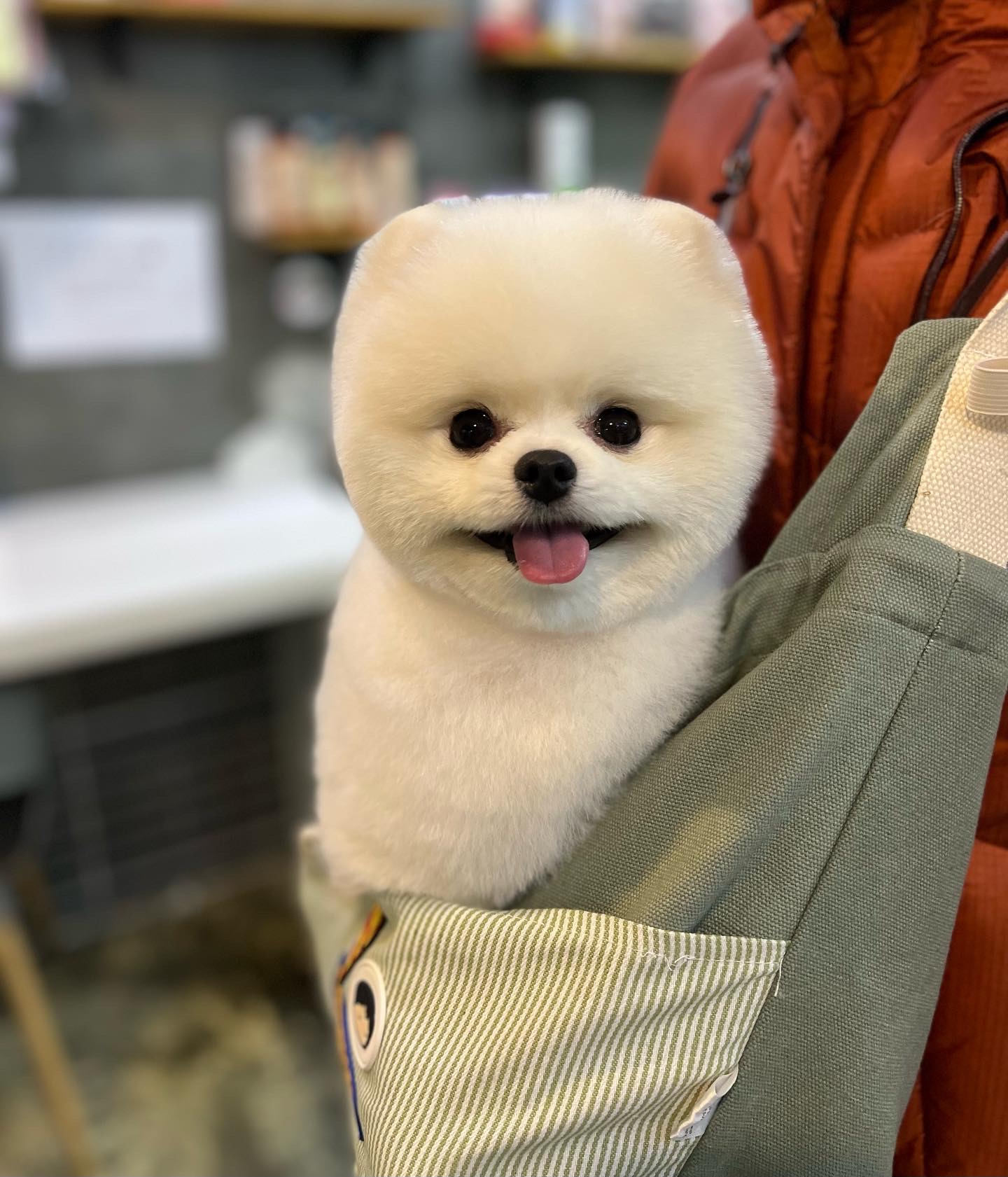 강아지멋내기