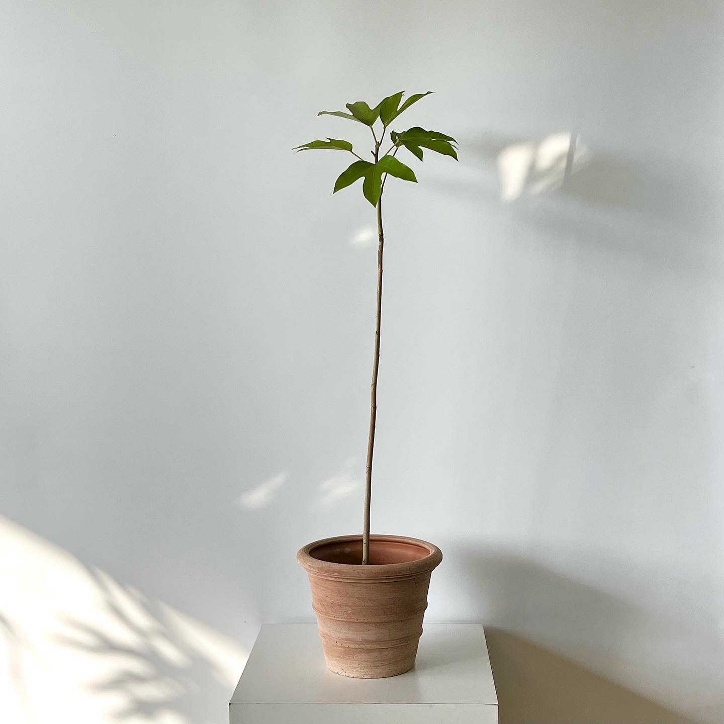 꽃바람화원