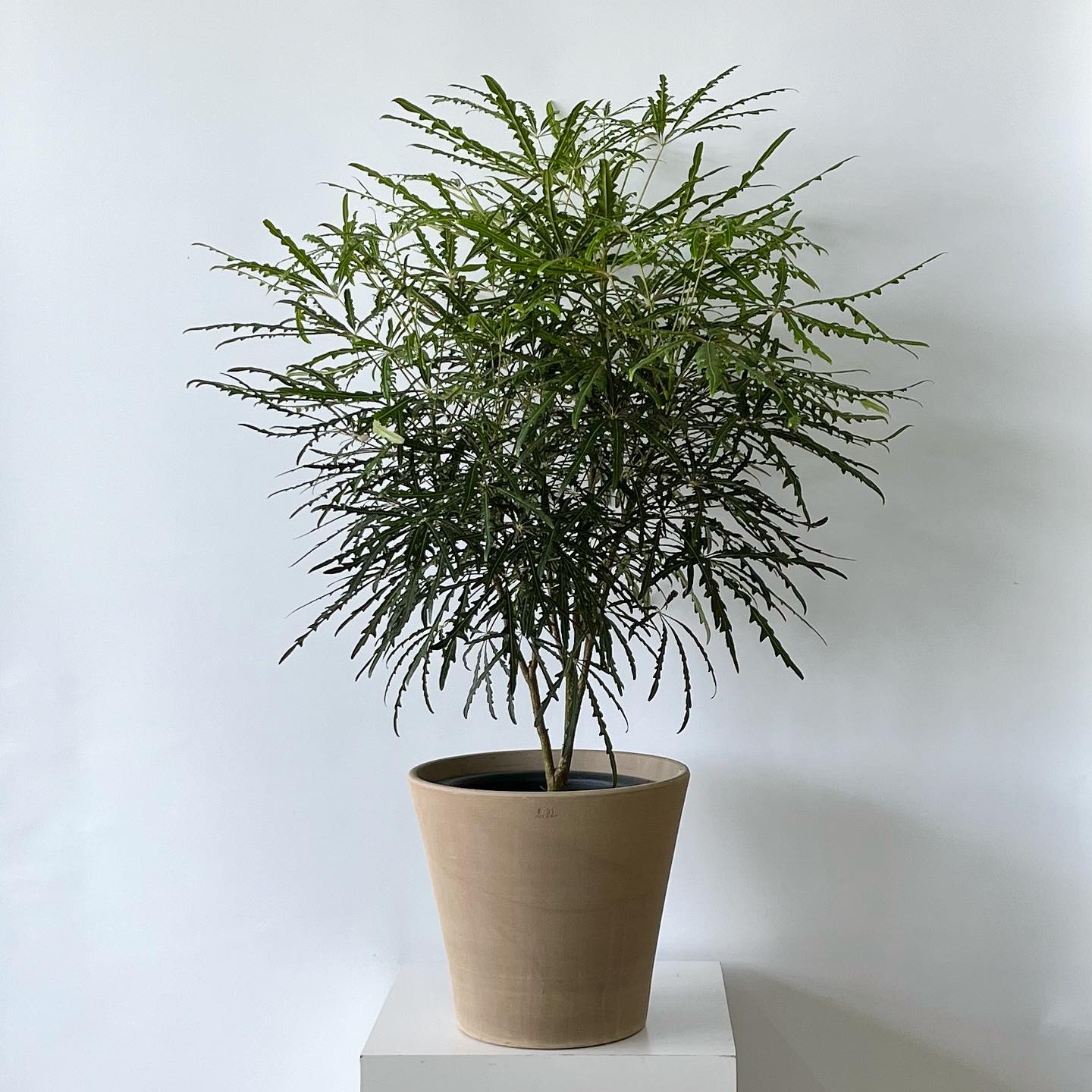 꽃바람화원