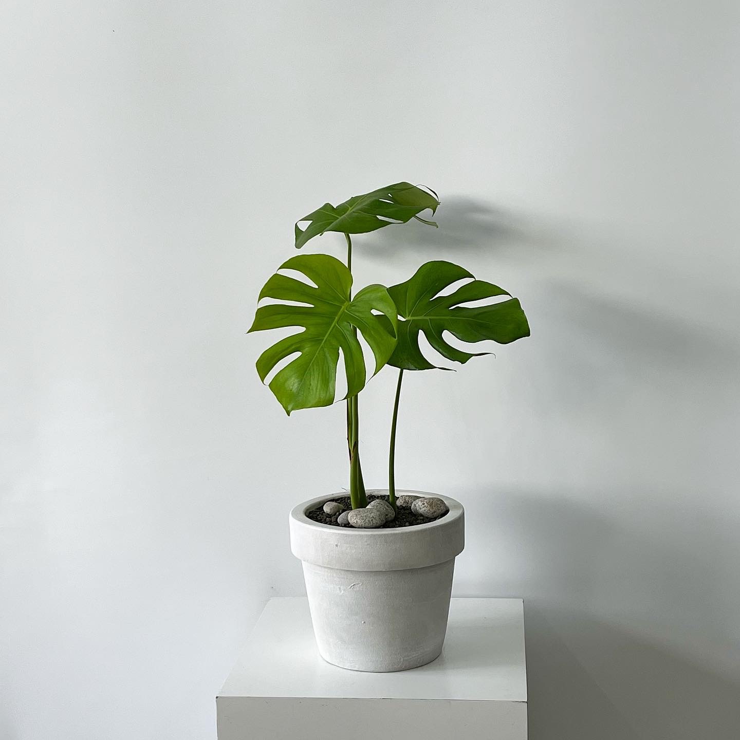 꽃바람화원