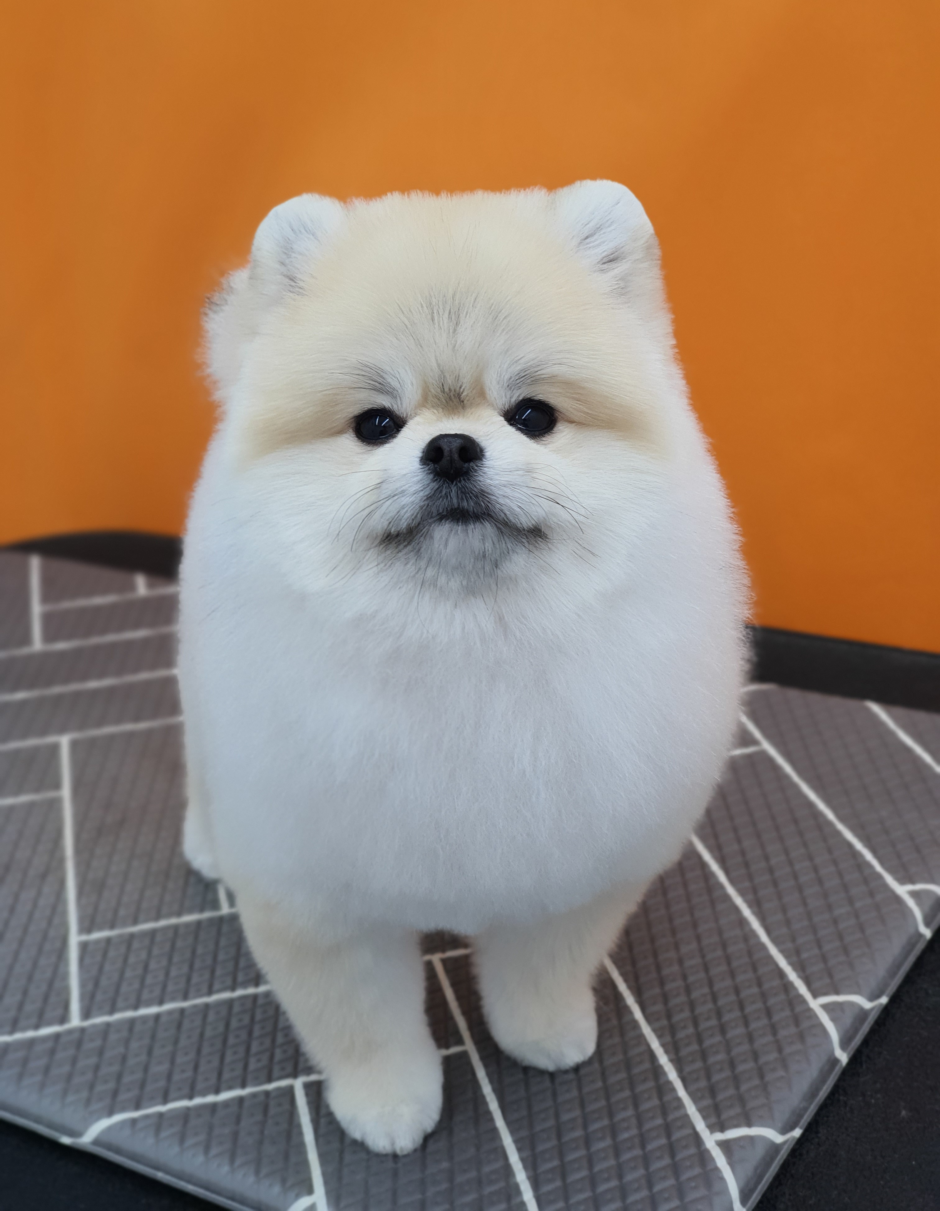 퍼피루스 대표 이미지