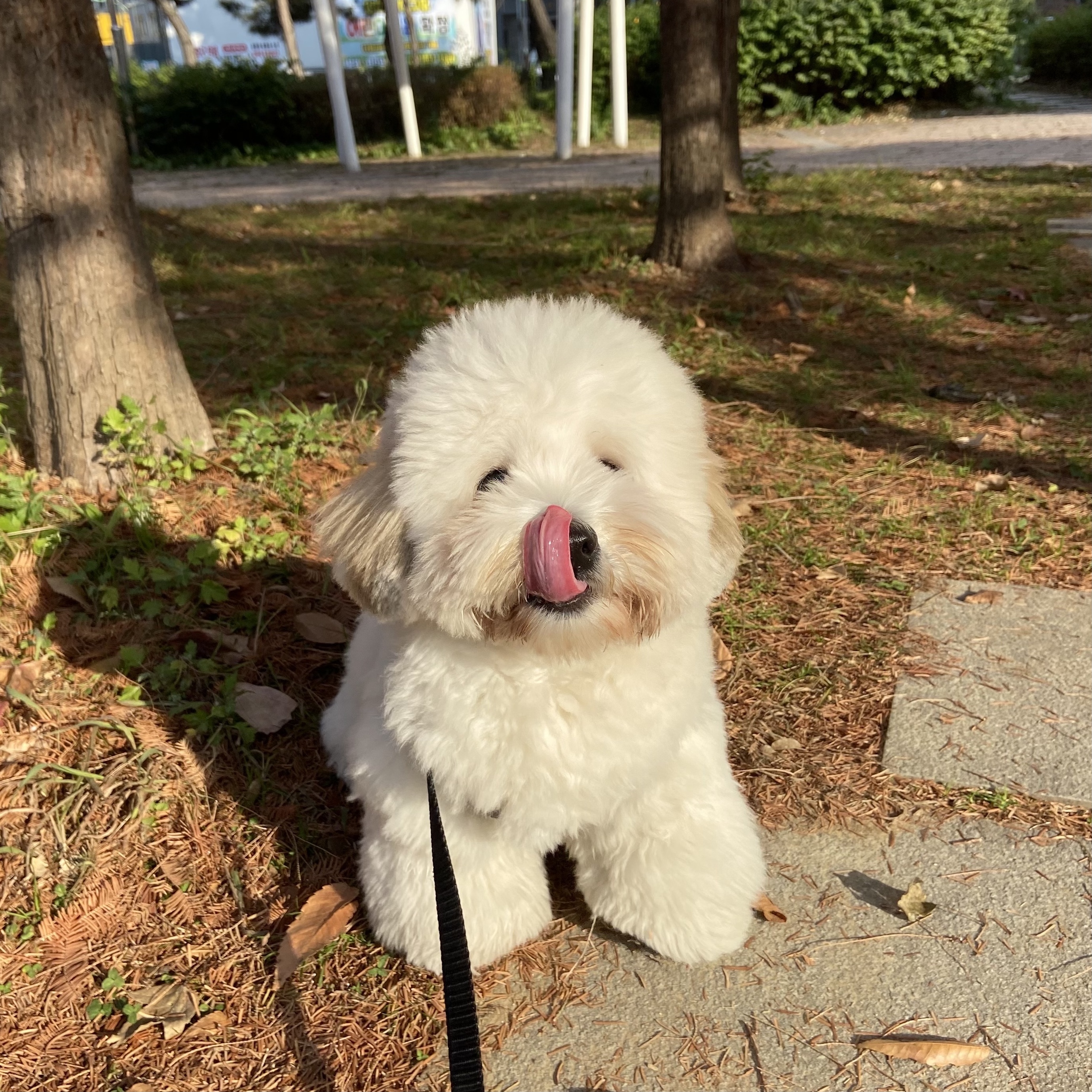 이미지