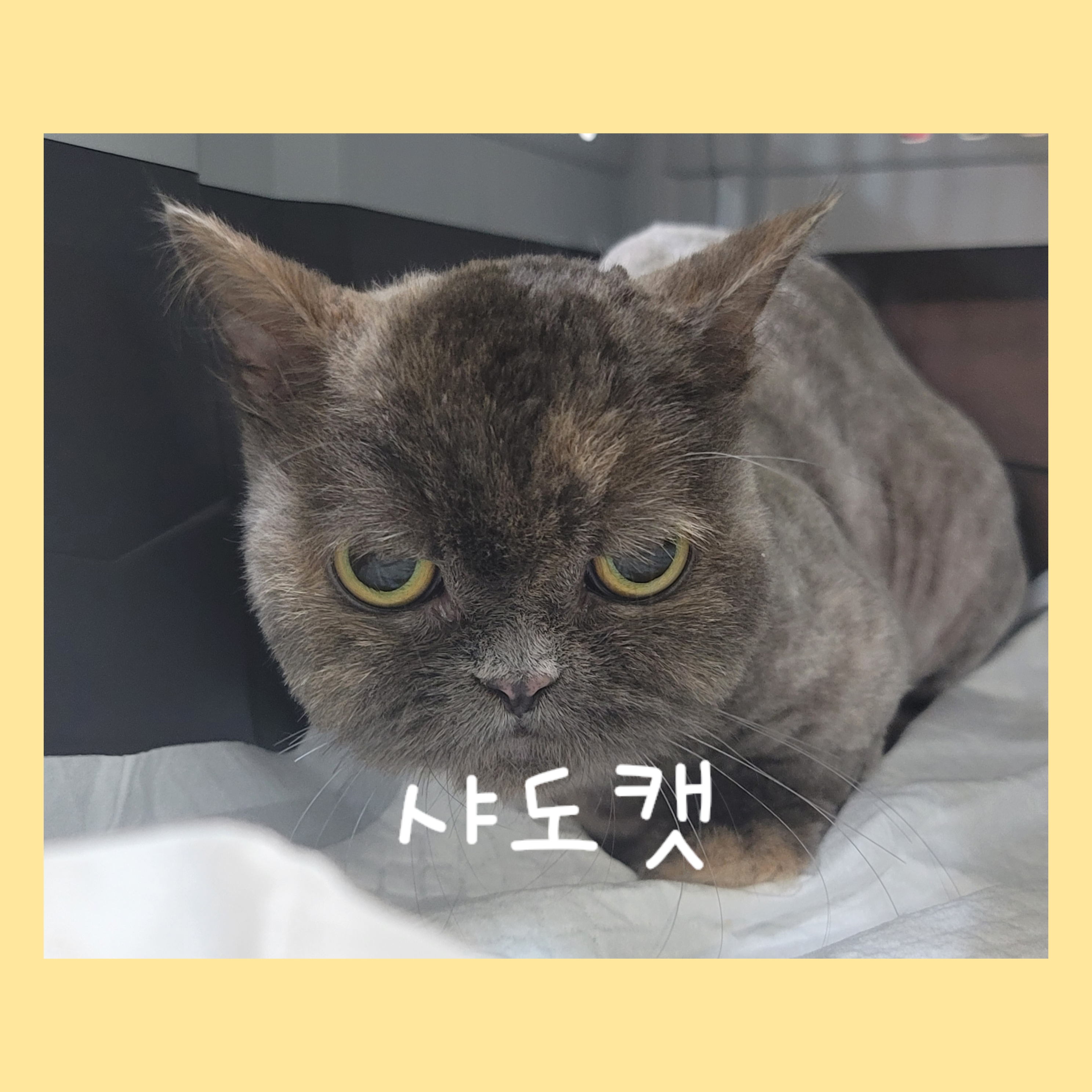 샤도캣 대표 이미지