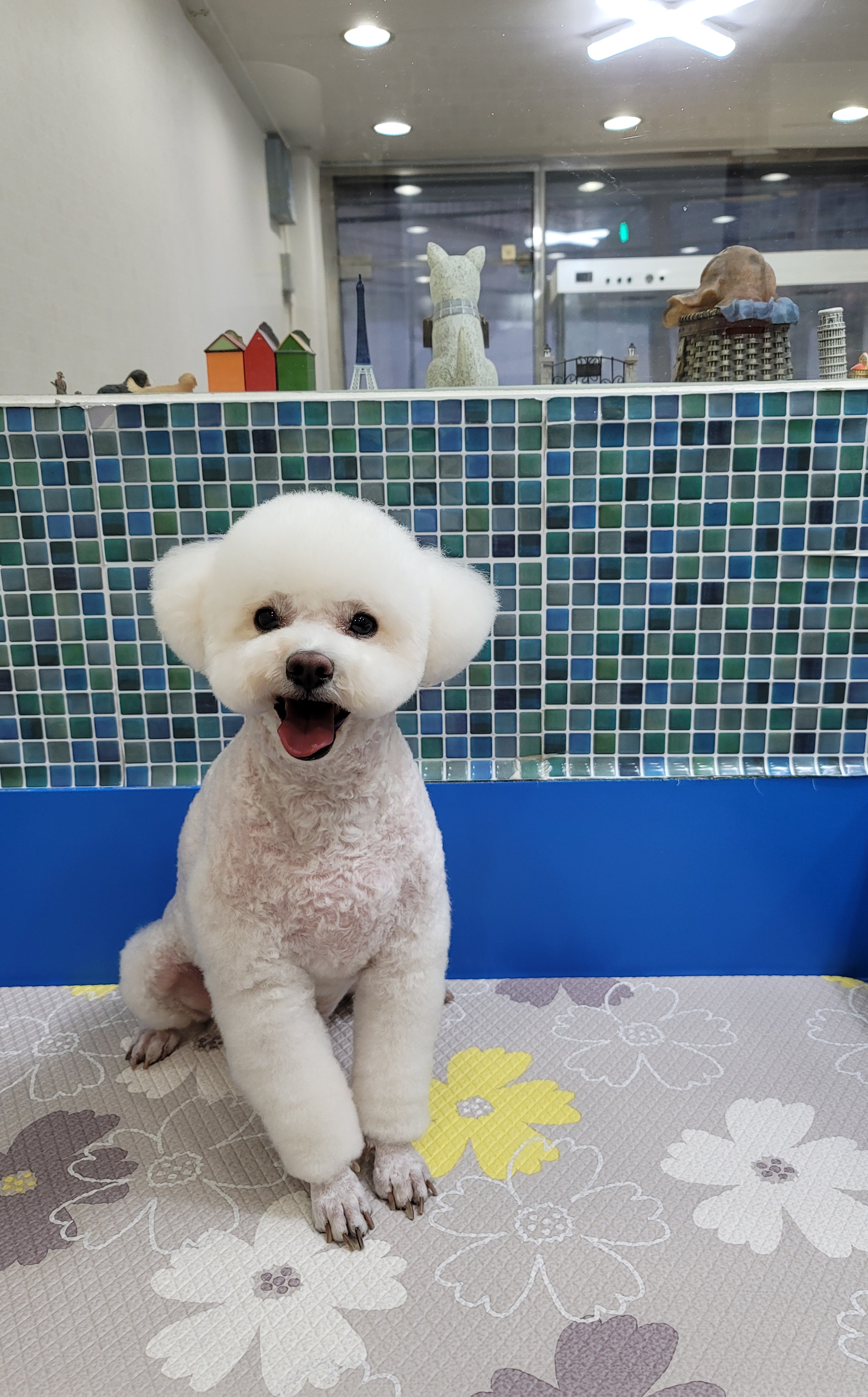 예쁜강아지 대표 이미지