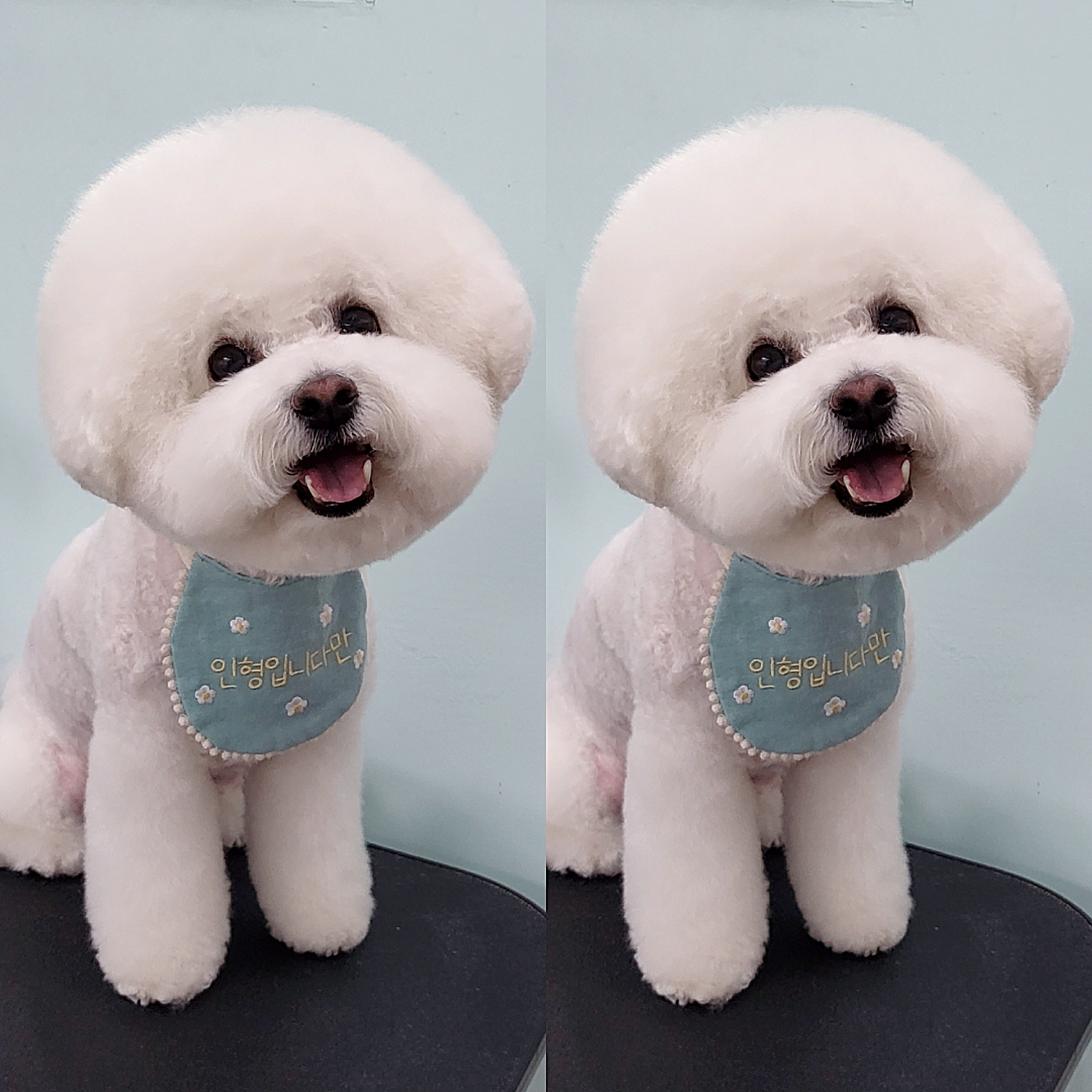 안나펫살롱