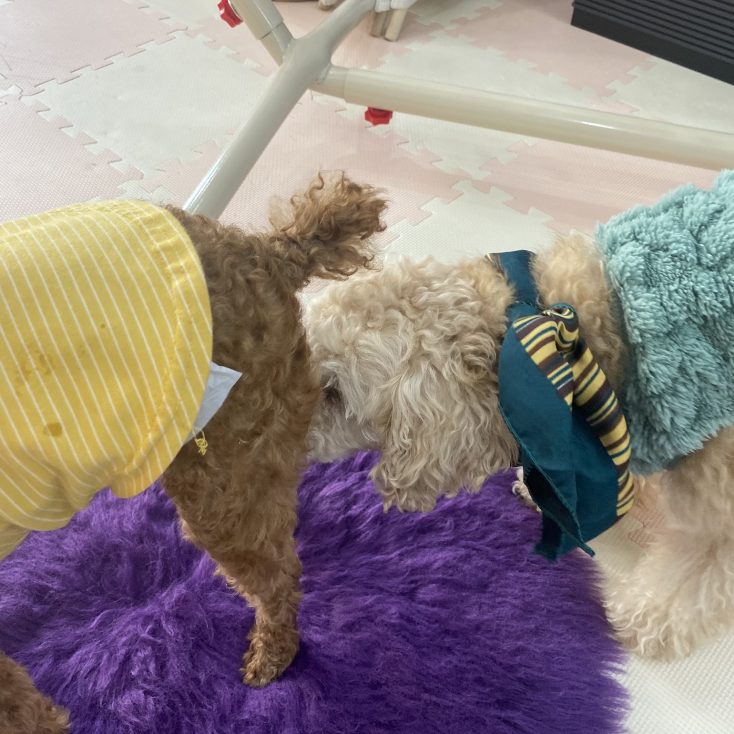 펫호텔조선 대표 이미지