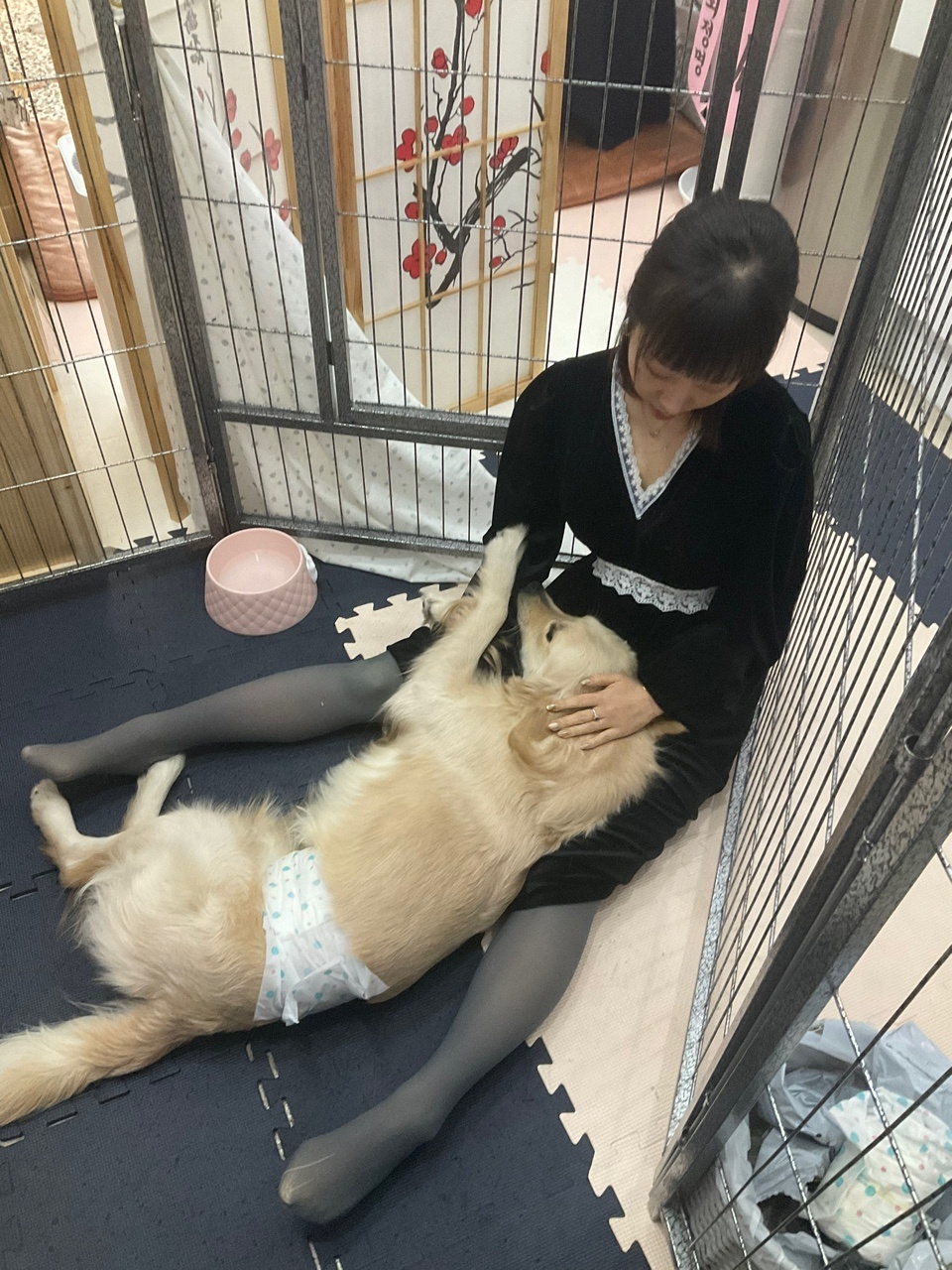 펫호텔조선 대표 이미지