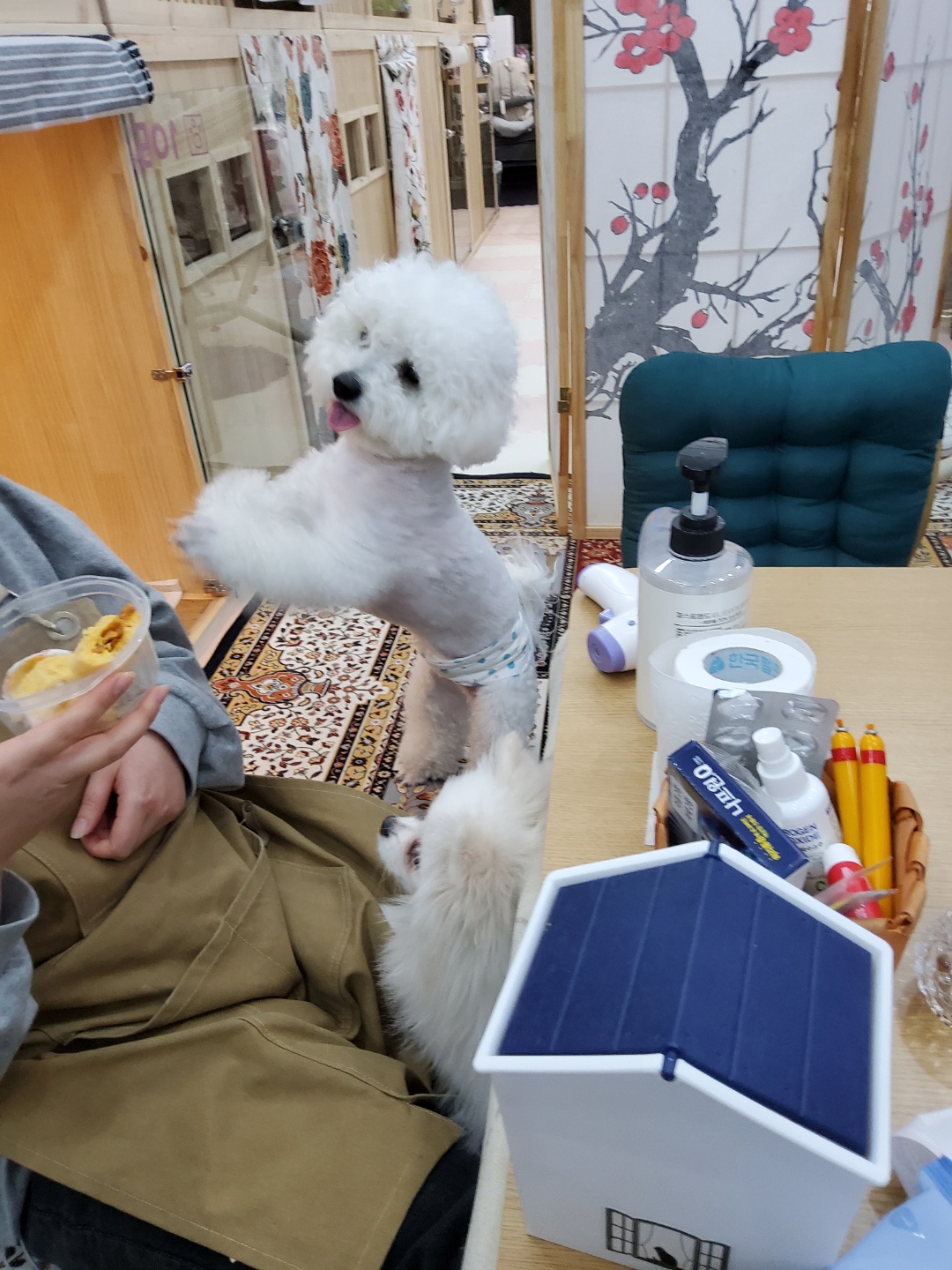 펫호텔조선 본점 대표 이미지
