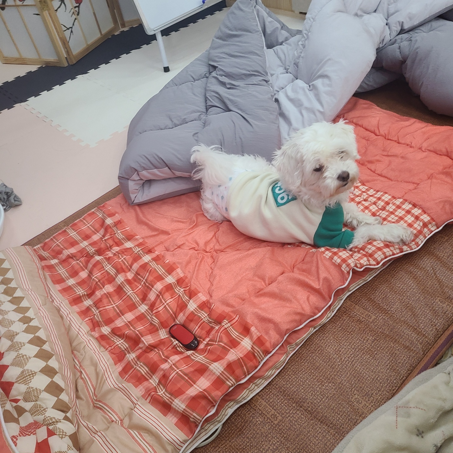 펫호텔조선 본점 대표 이미지