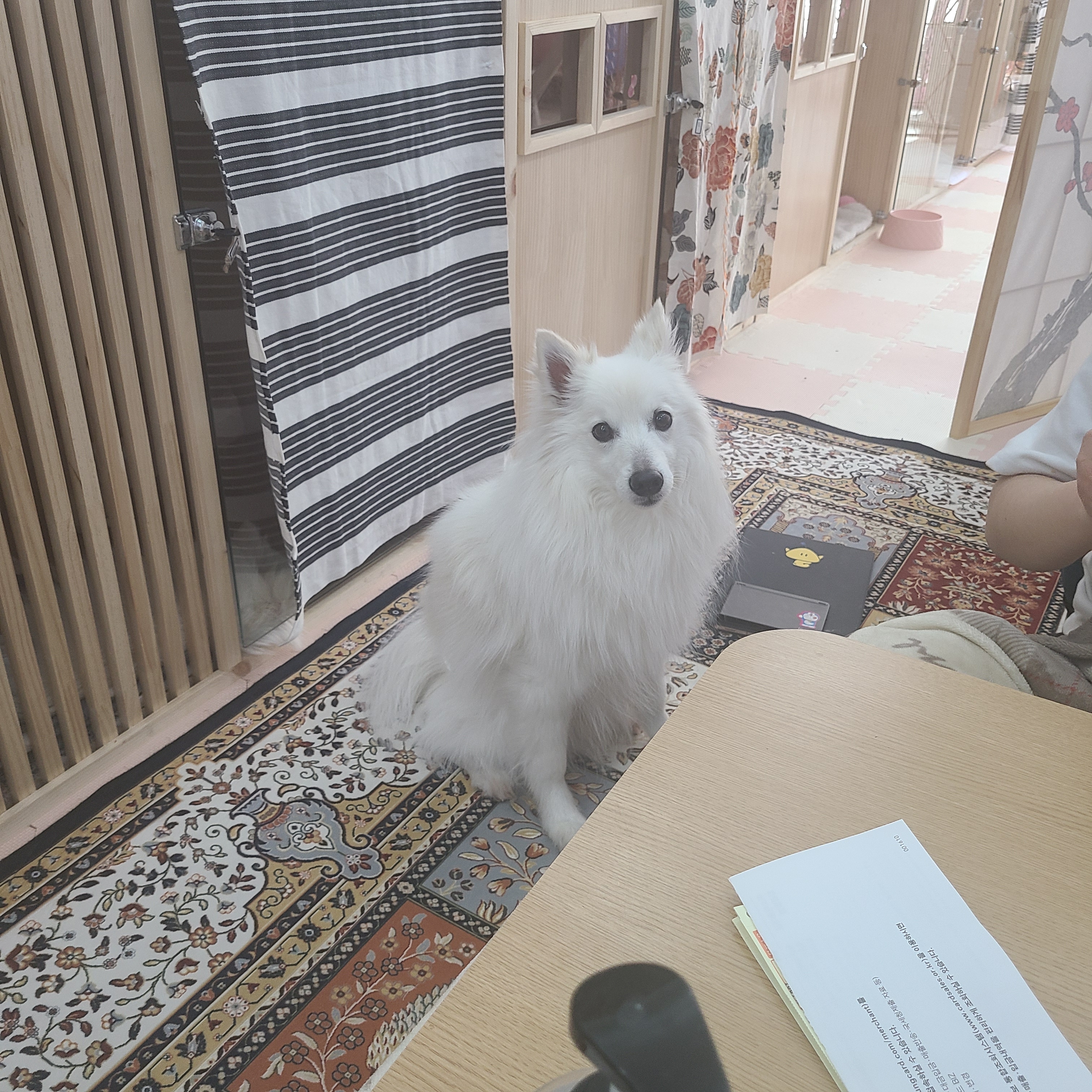 펫호텔조선 본점 대표 이미지