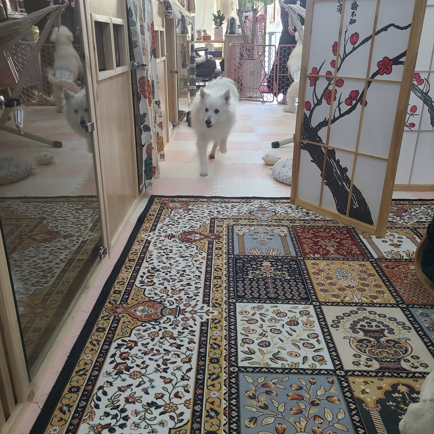 펫호텔조선 대표 이미지