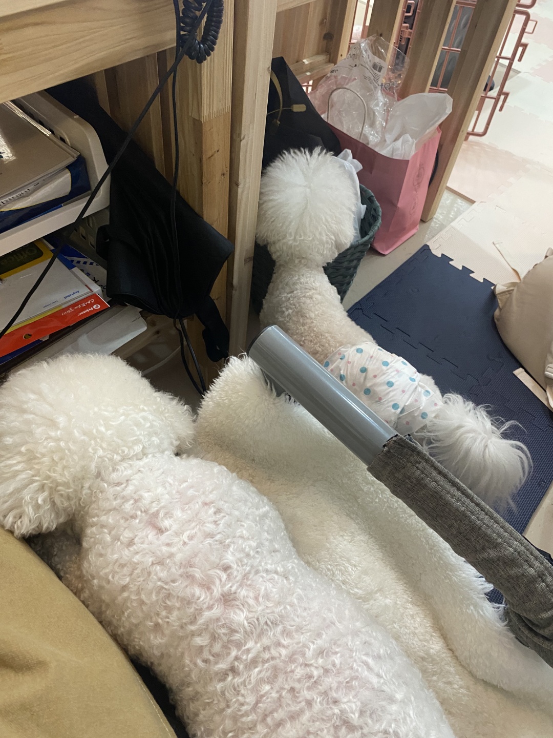 펫호텔조선 본점 대표 이미지