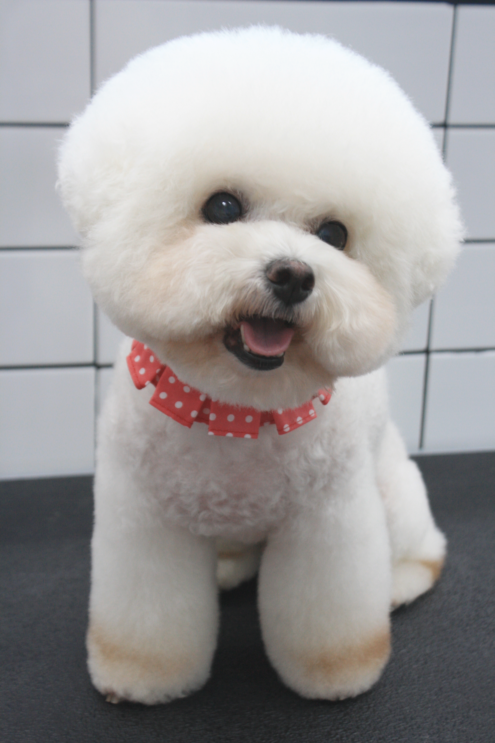 야옹아멍멍해봐 탕정점