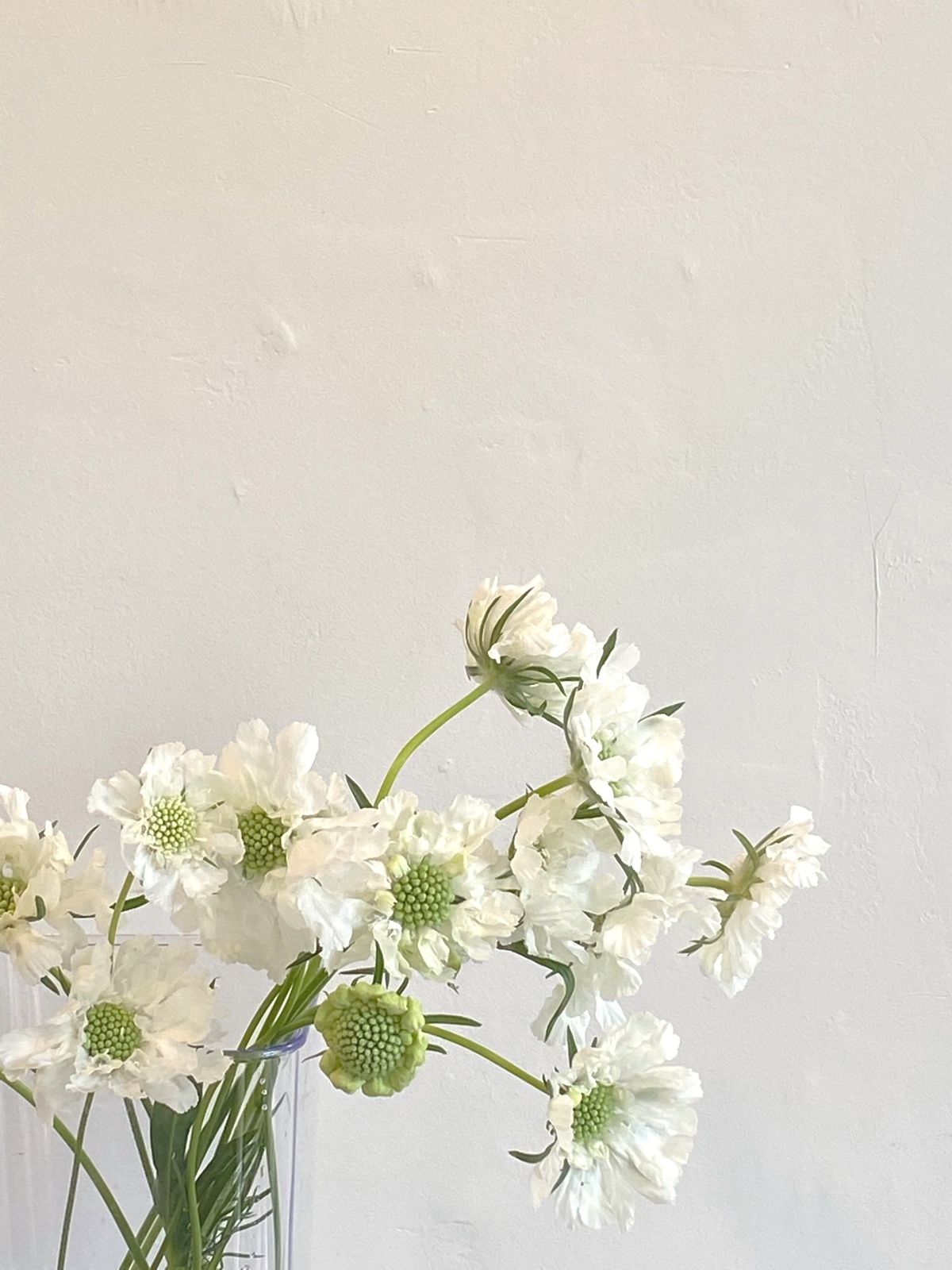 플레르로즈