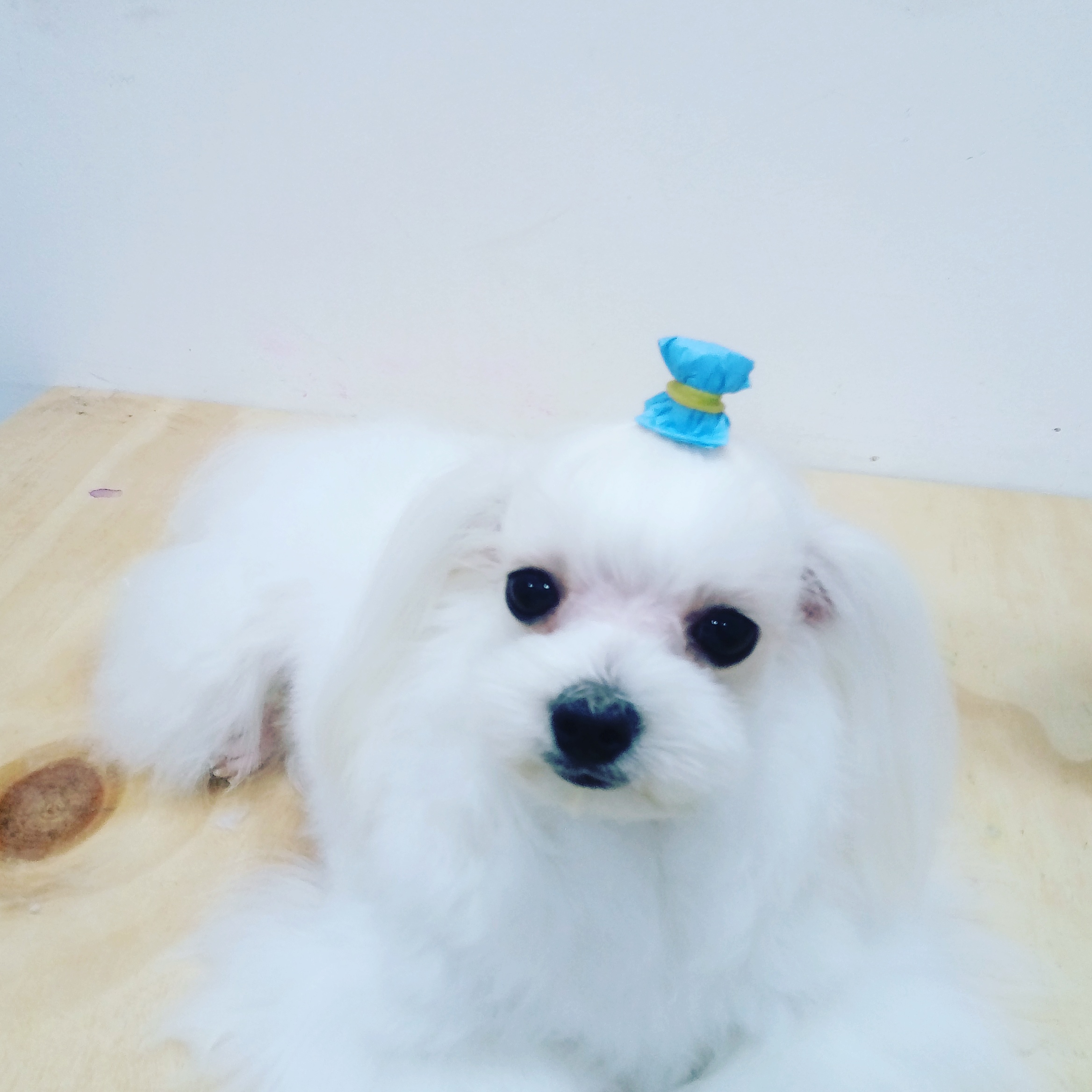 이미지