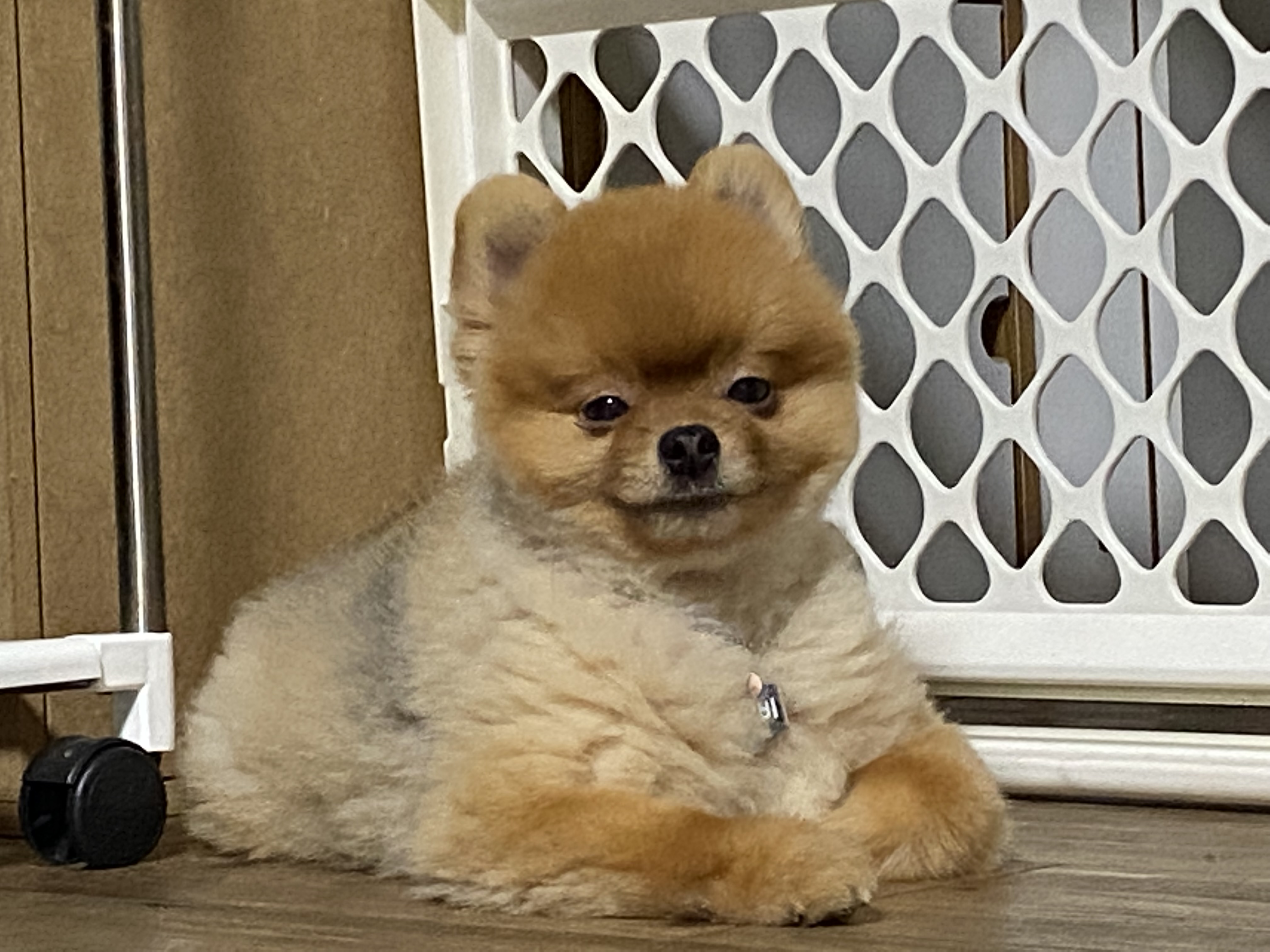 독블레스유 서울 애견맛집