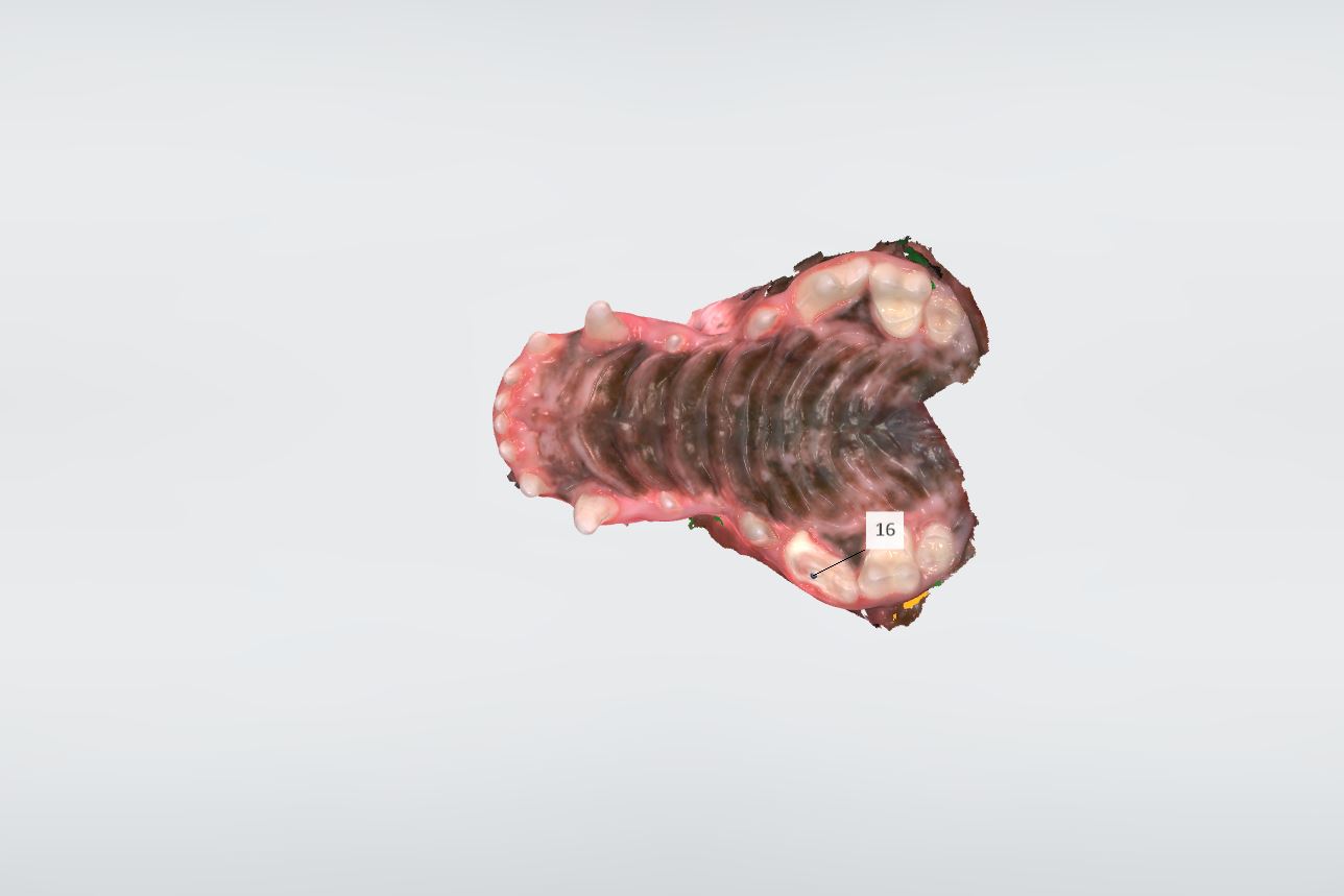 베를린동물치과센터 대표 이미지