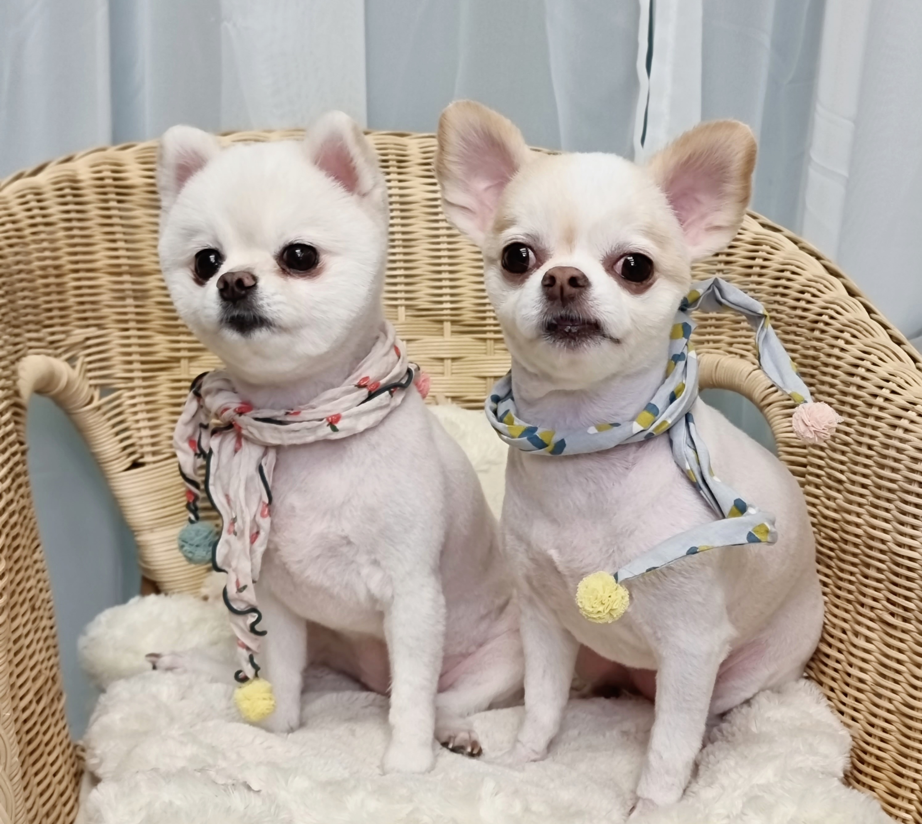 펫살롱 대표 이미지