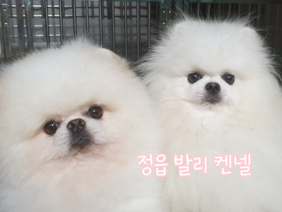 정읍발리켄넬