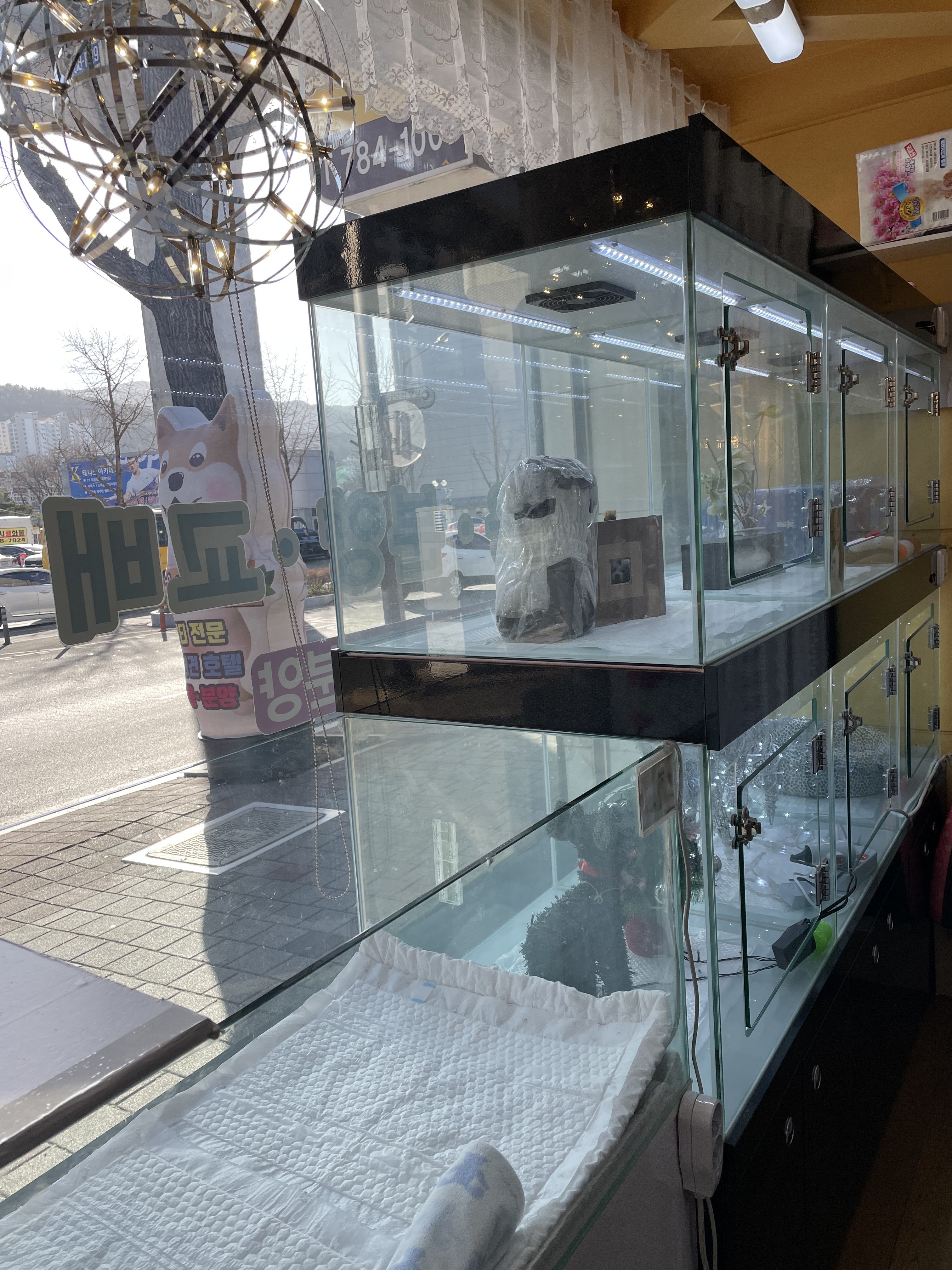 퍼피애견샵 대표 이미지