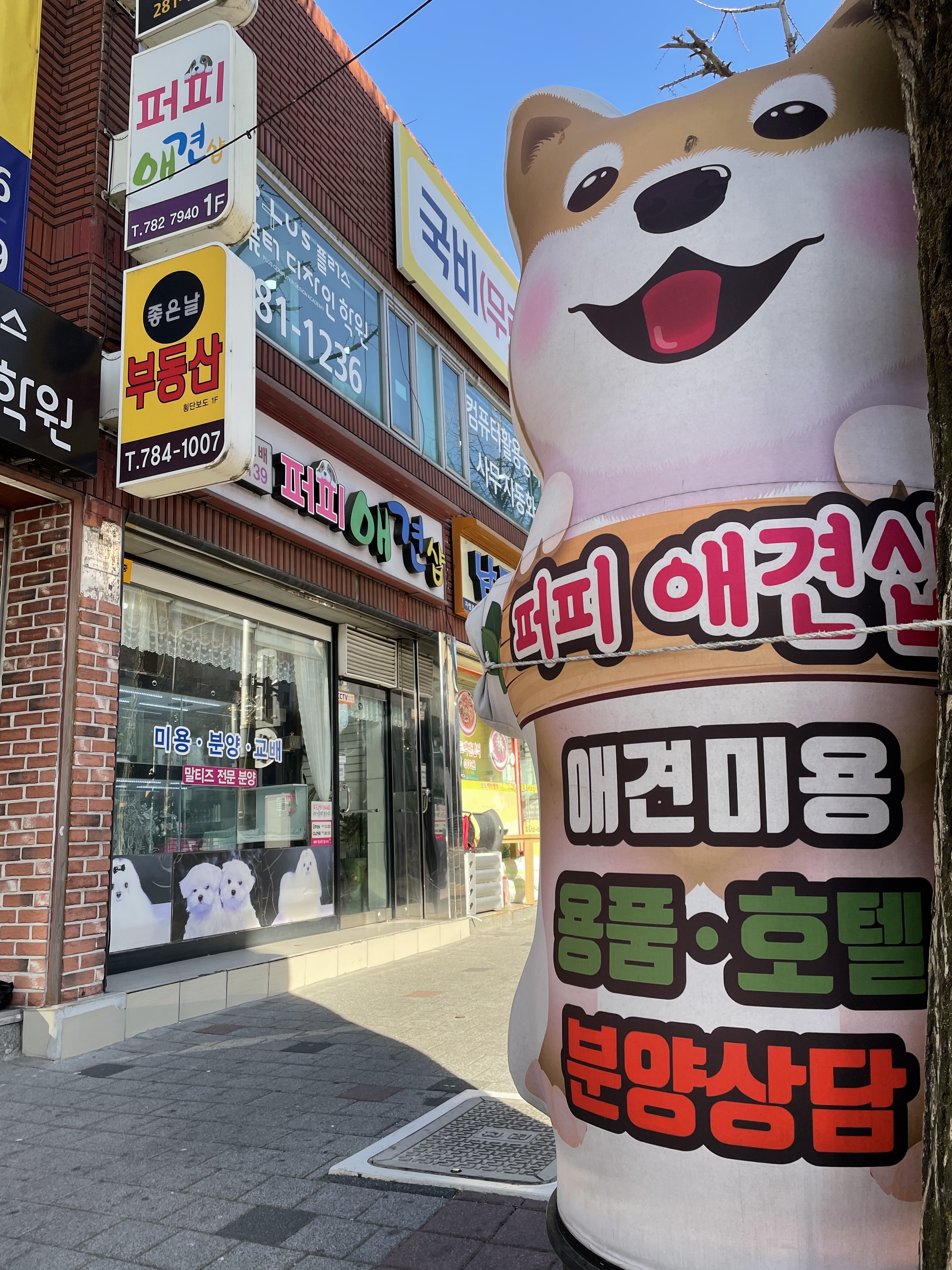 퍼피애견샵 대표 이미지