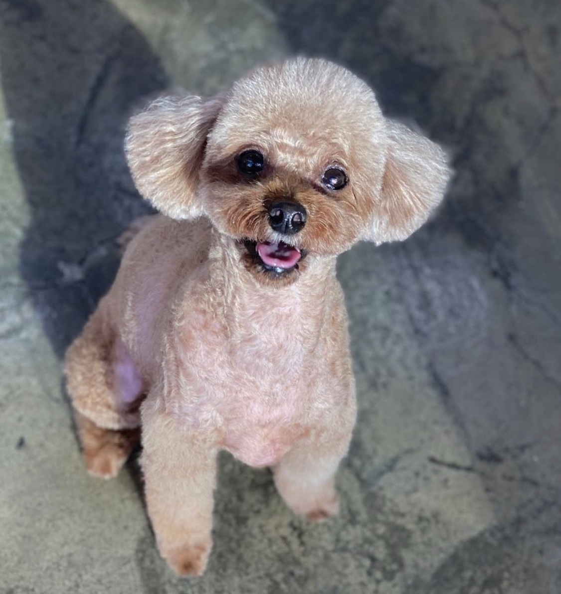 독앤독 대표 이미지