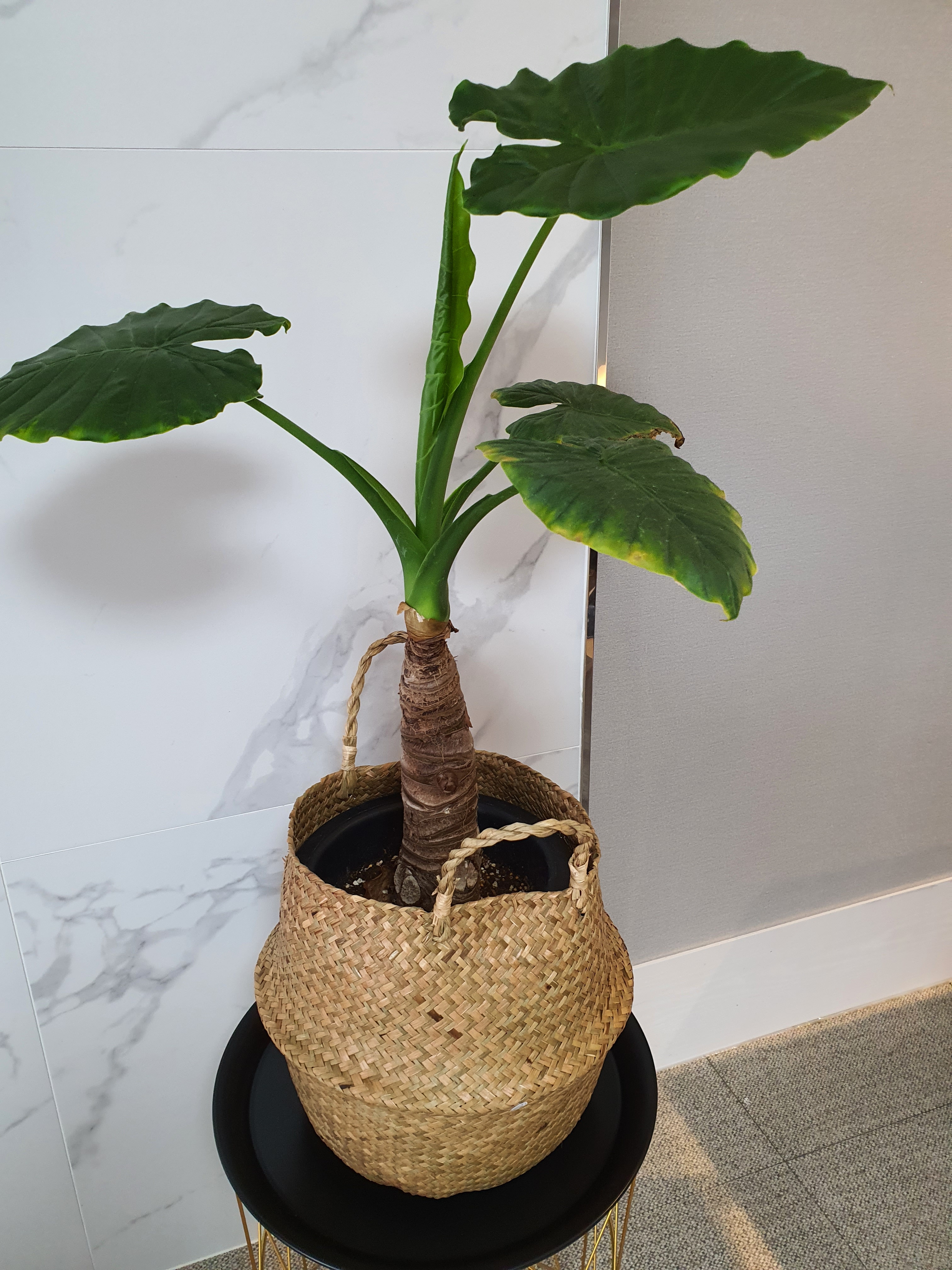프렌즈애견펜션