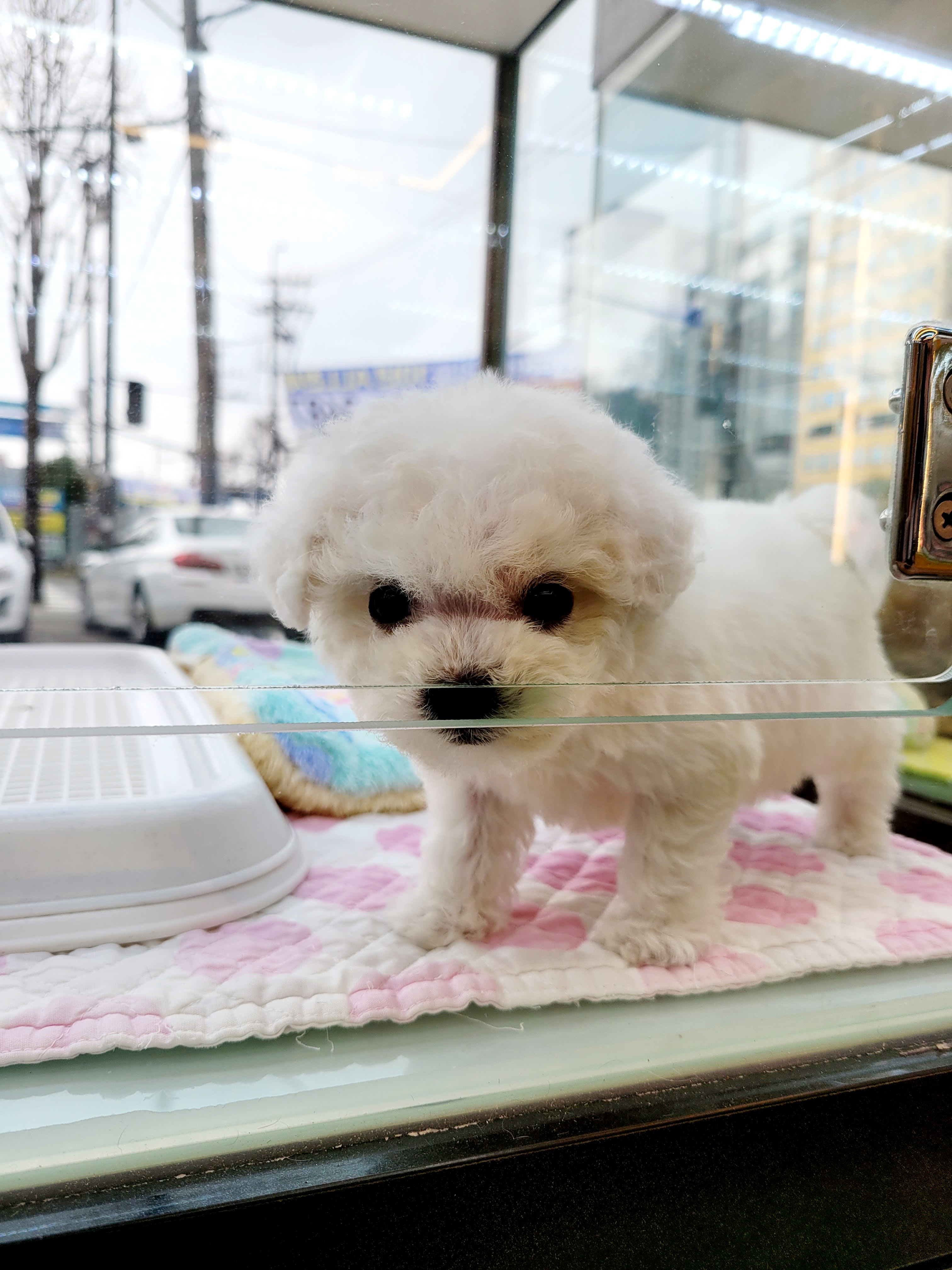 에바다애견 대표 이미지