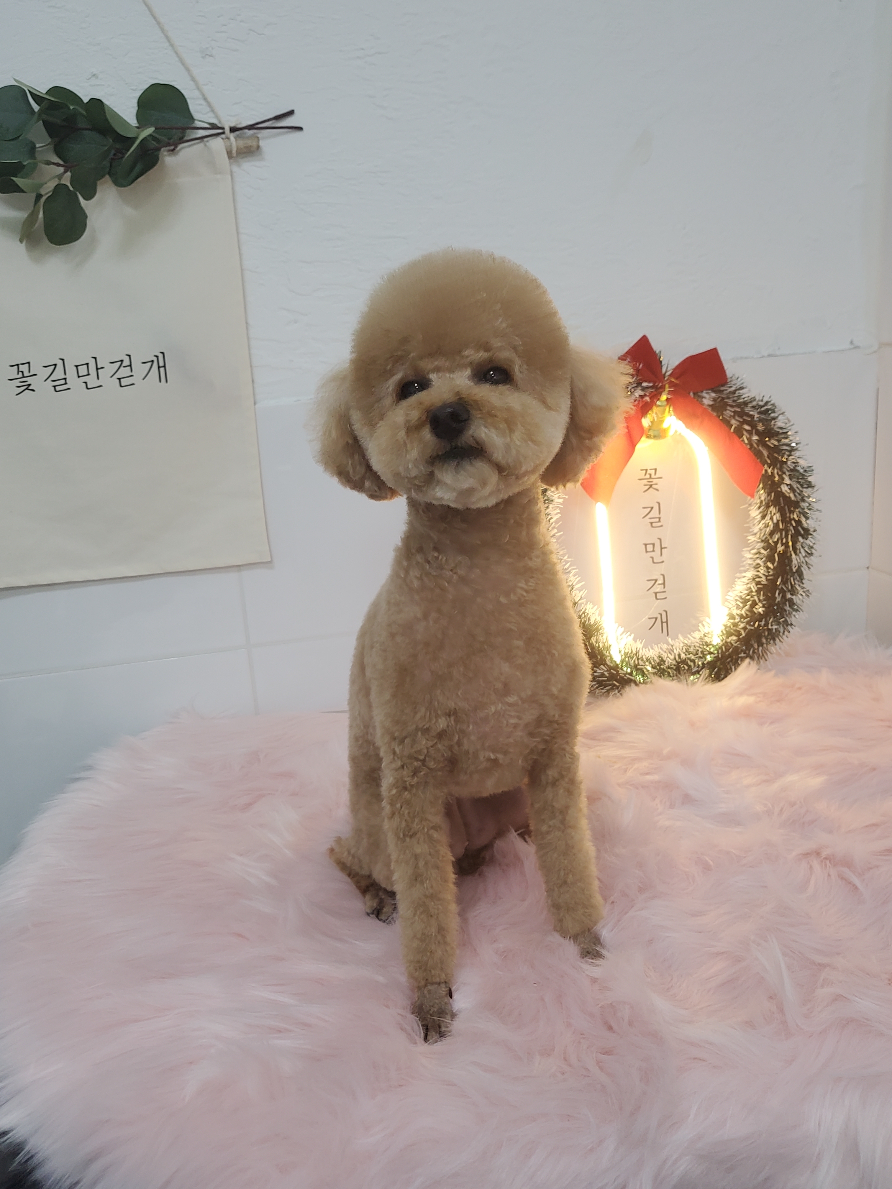 꽃길만걷개