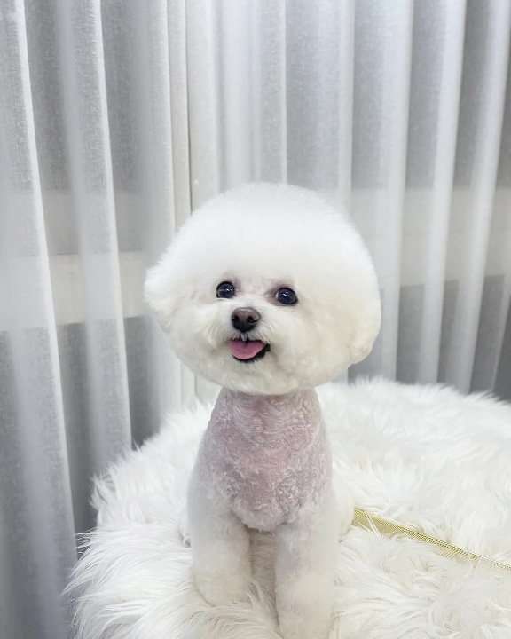 애견부티크 대표 이미지