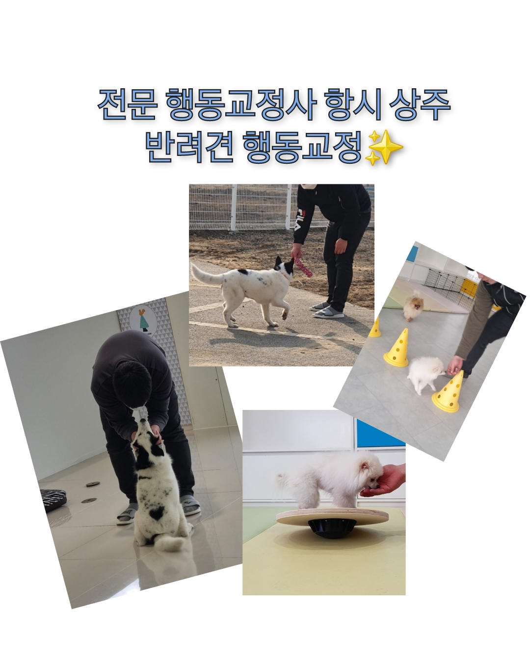 명품 애견 유치원호텔 대표 이미지