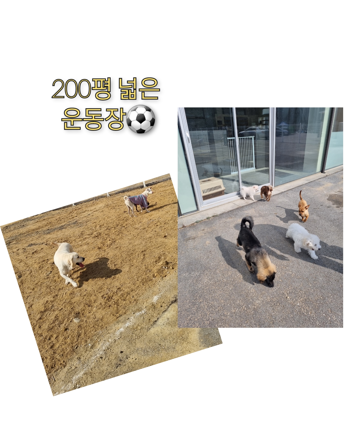 명품 애견 유치원호텔 대표 이미지