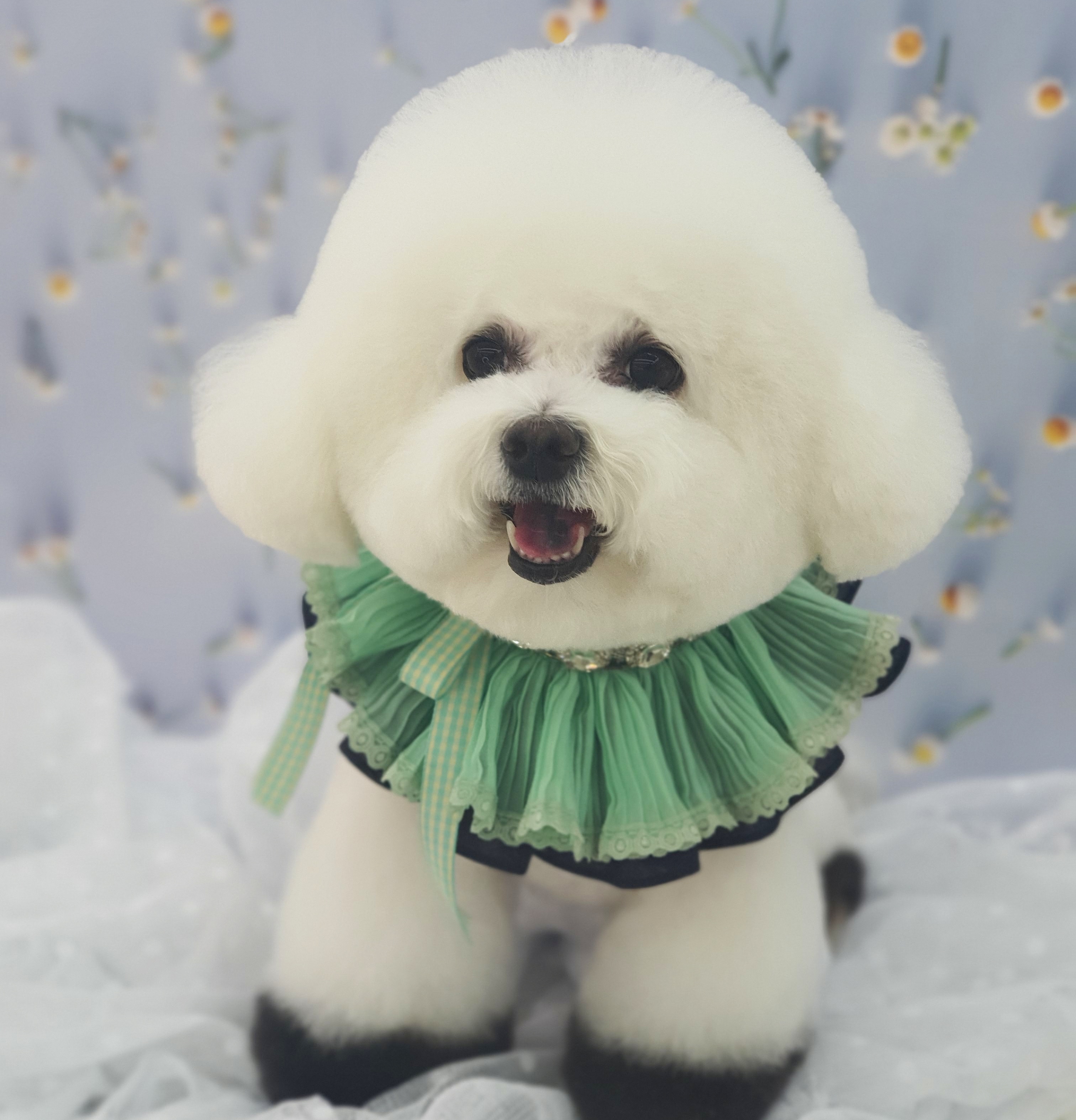 플러피 대표 이미지